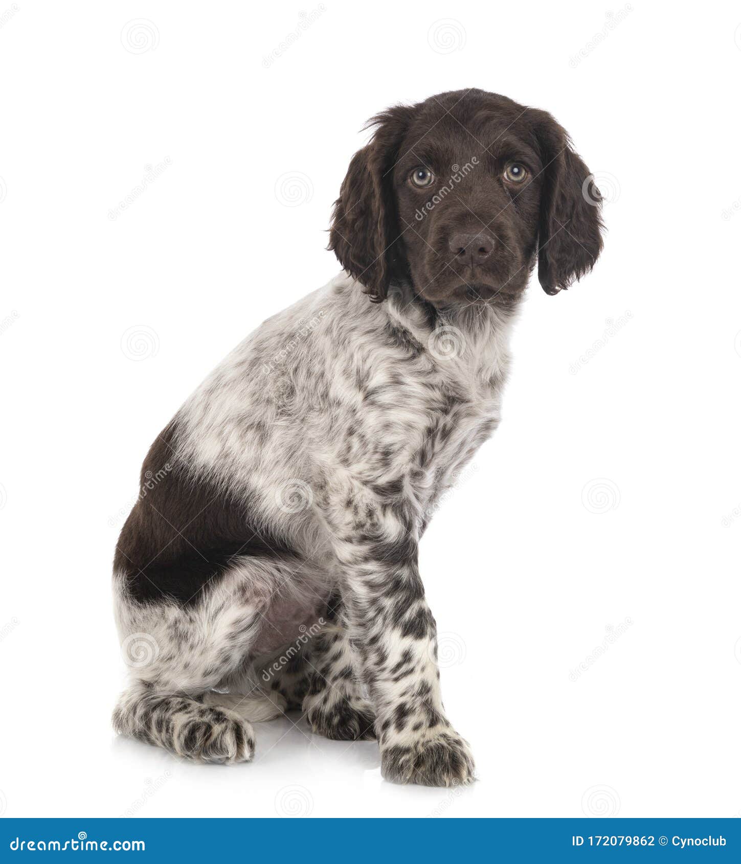 small munsterlander pointer puppies