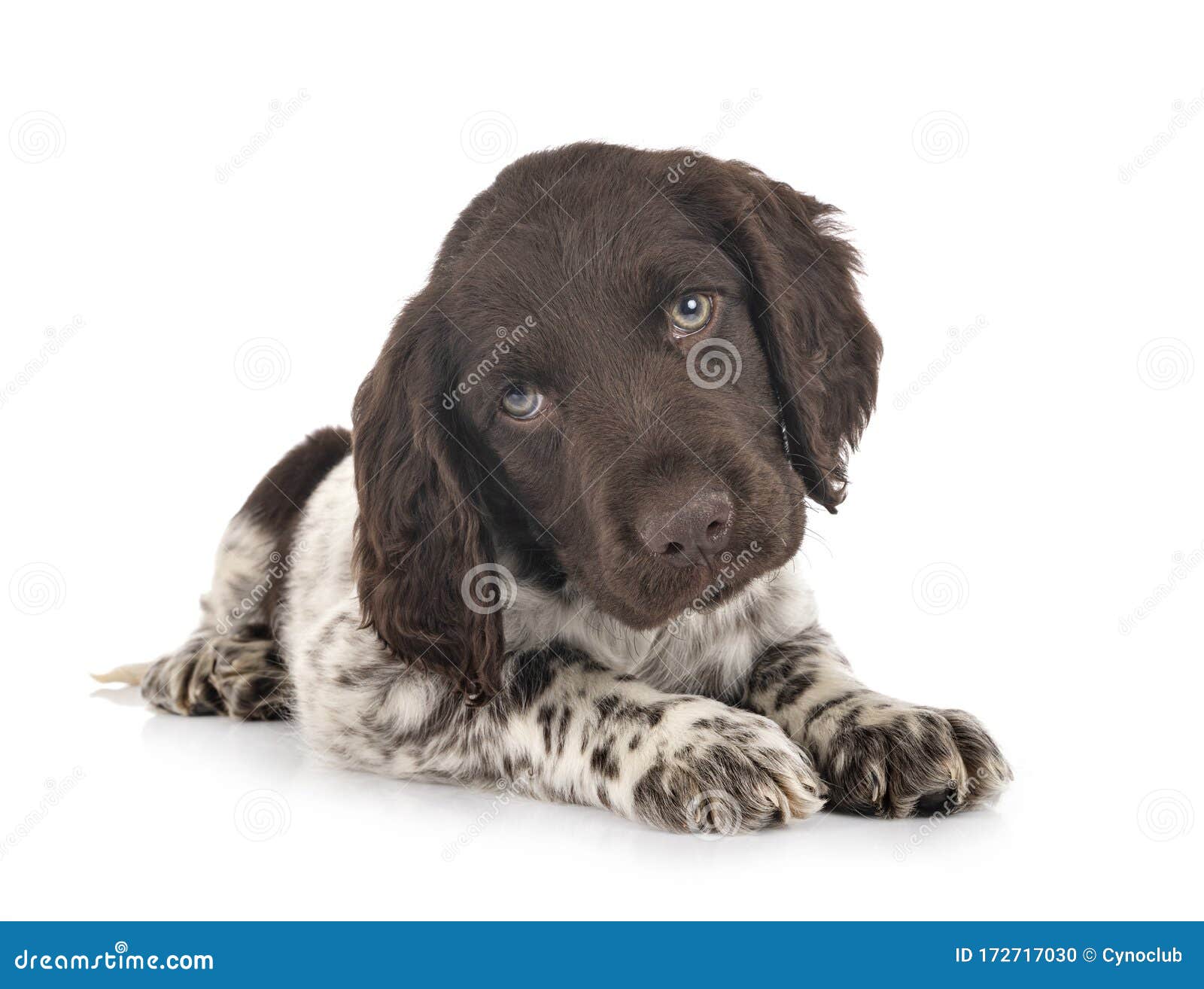 munsterlander puppies