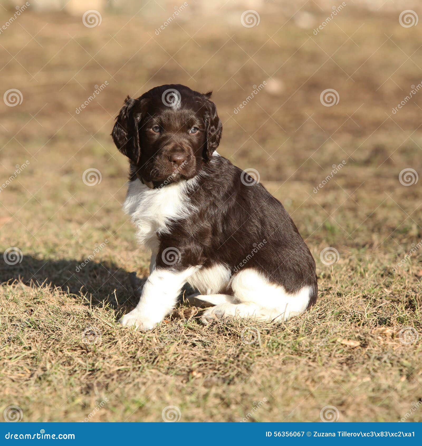 Puppy Of Small Munsterlander Stock Image Image Of Rest Lovely 56356067