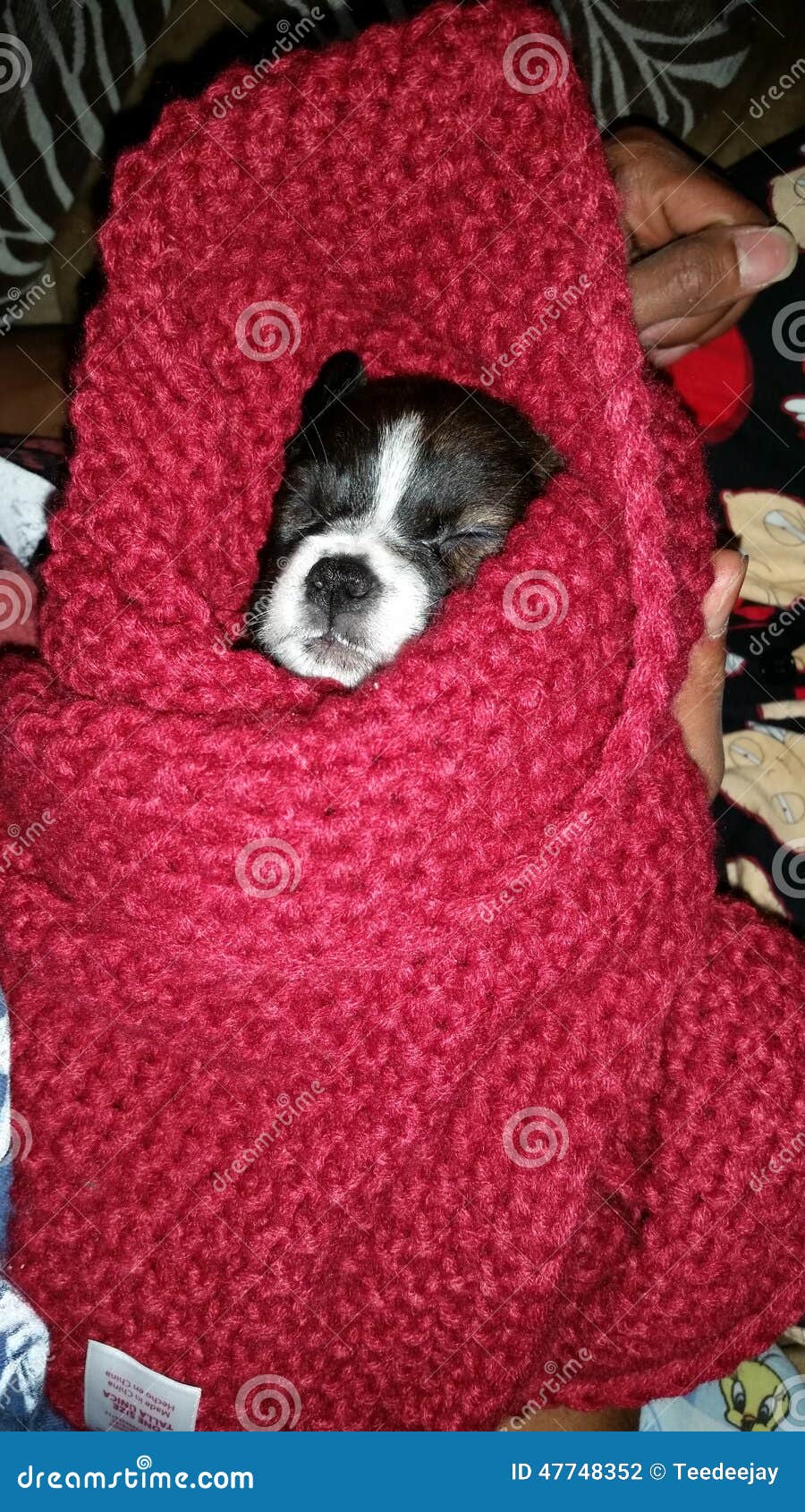 Puppy snuggle stock photo. Image of snuggle, puppy, cute 47748352