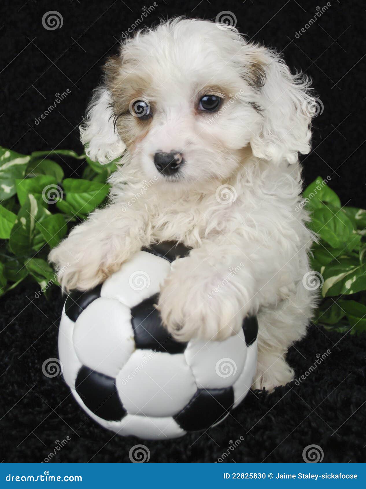 Puppy Soccer Player stock photo. Image of ball, cute 22825830