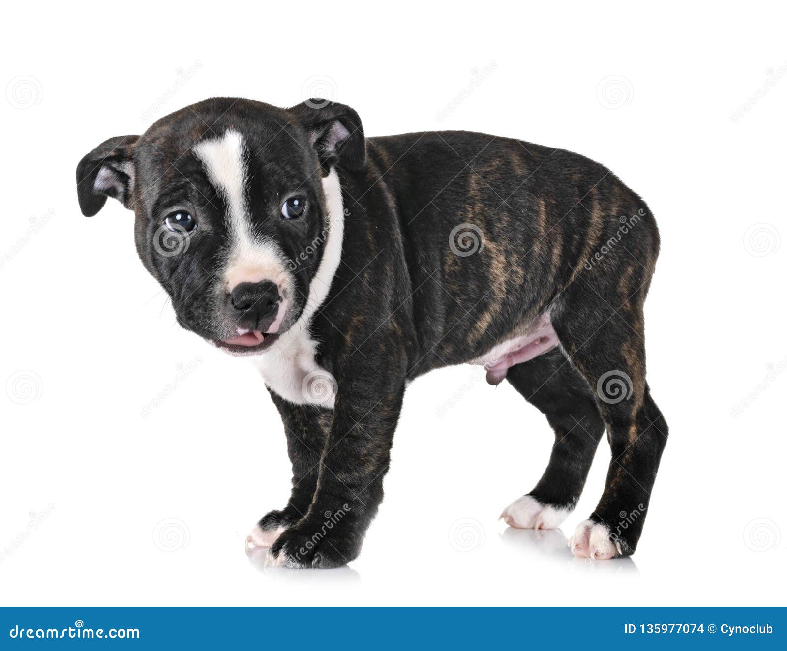 staffy puppy black and white