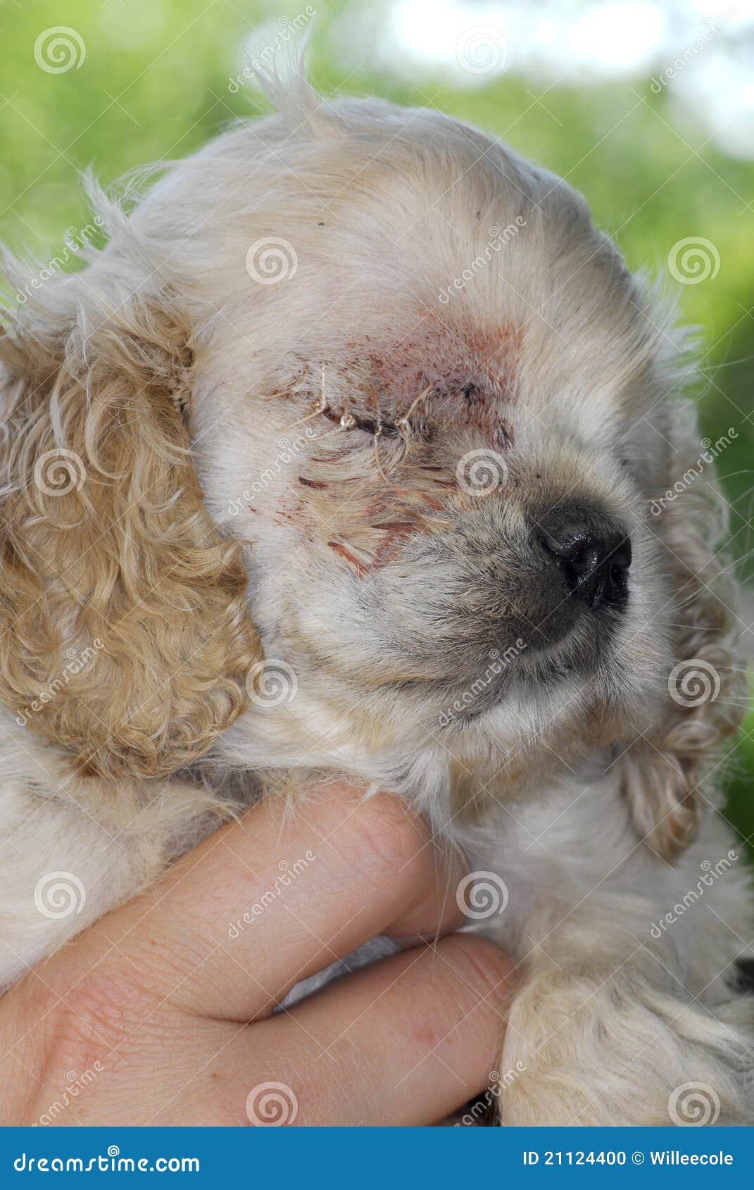 Puppy with stitches stock photo. Image of animal, focal 21124400