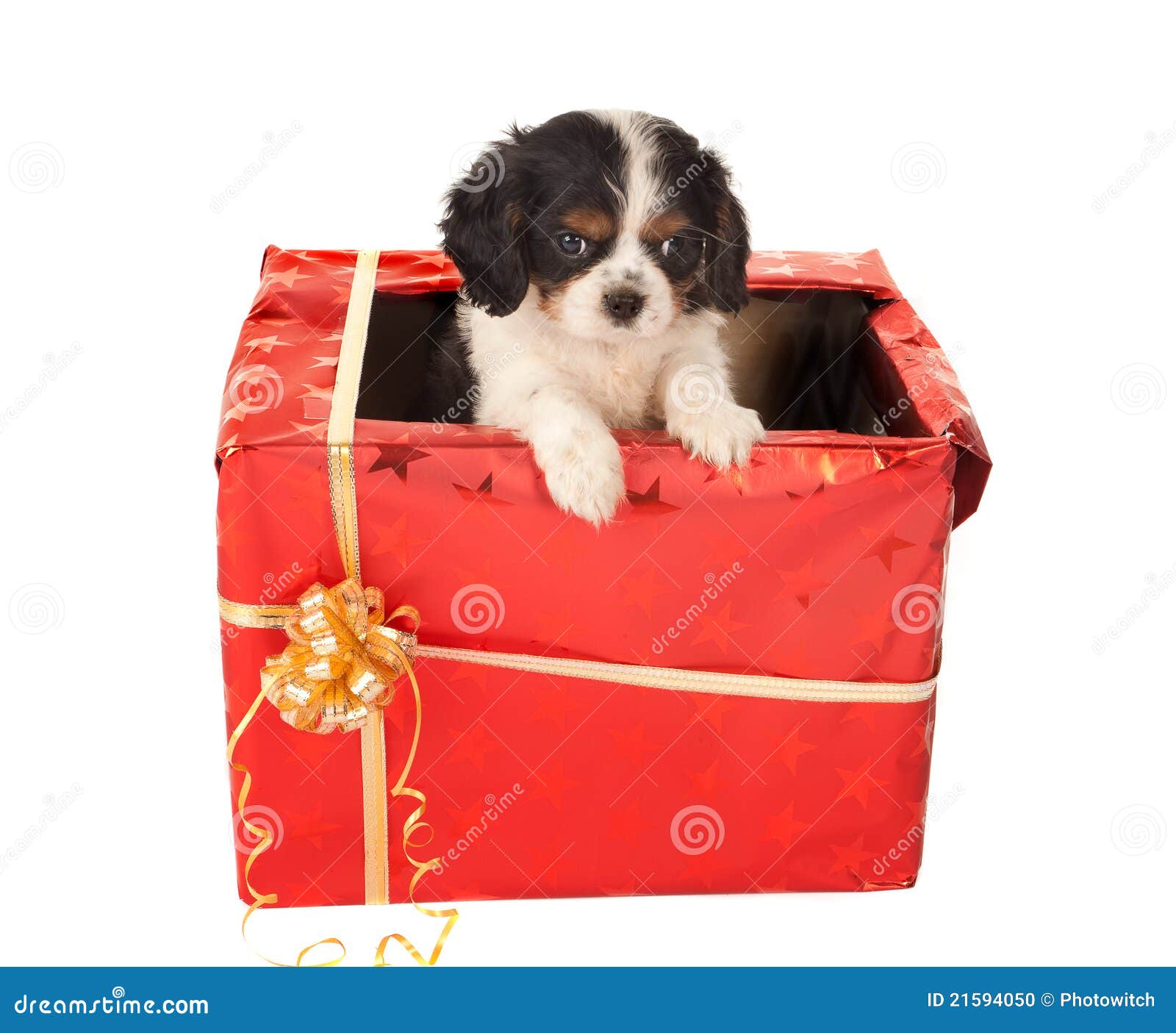 Puppy Christmas Gift Box / Golden retriever puppy in a red christmas gift box | Free / 4.5