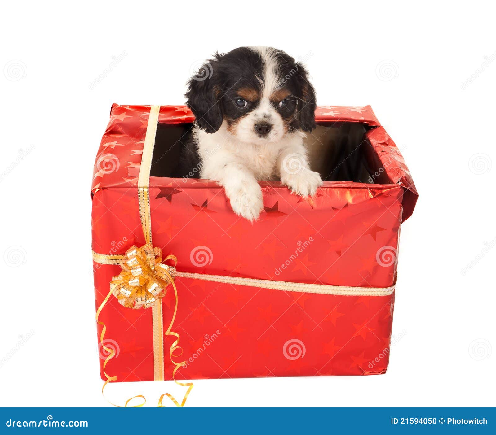 Christmas puppy present Stock Photo by ©Hannamariah 11105970