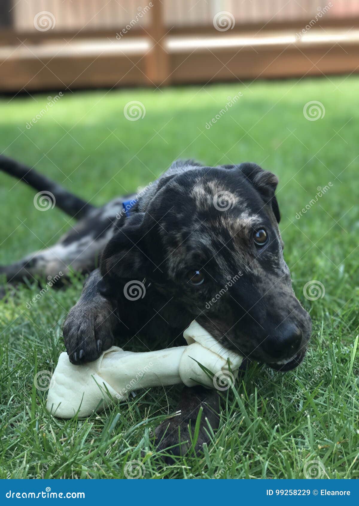 Puppy Teeth Changing. The First Permanent Incisors Erupted In The