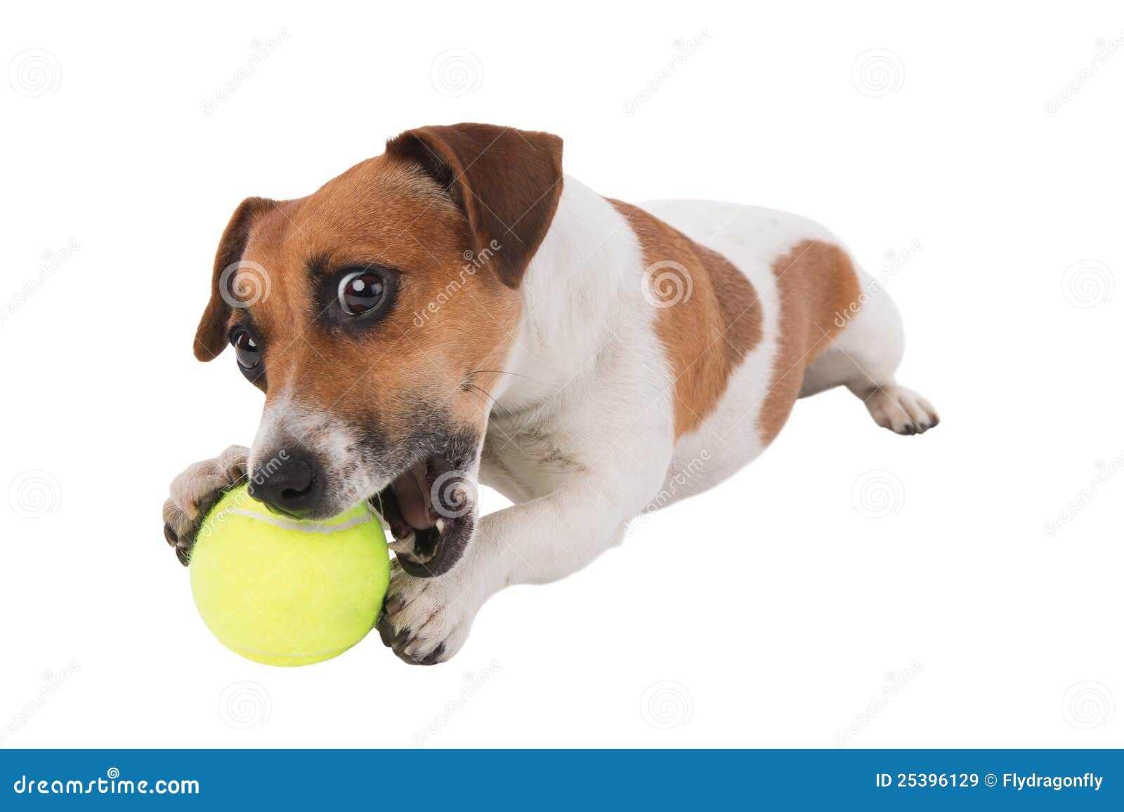 Puppy with tennis ball stock image. Image of isolated 25396129