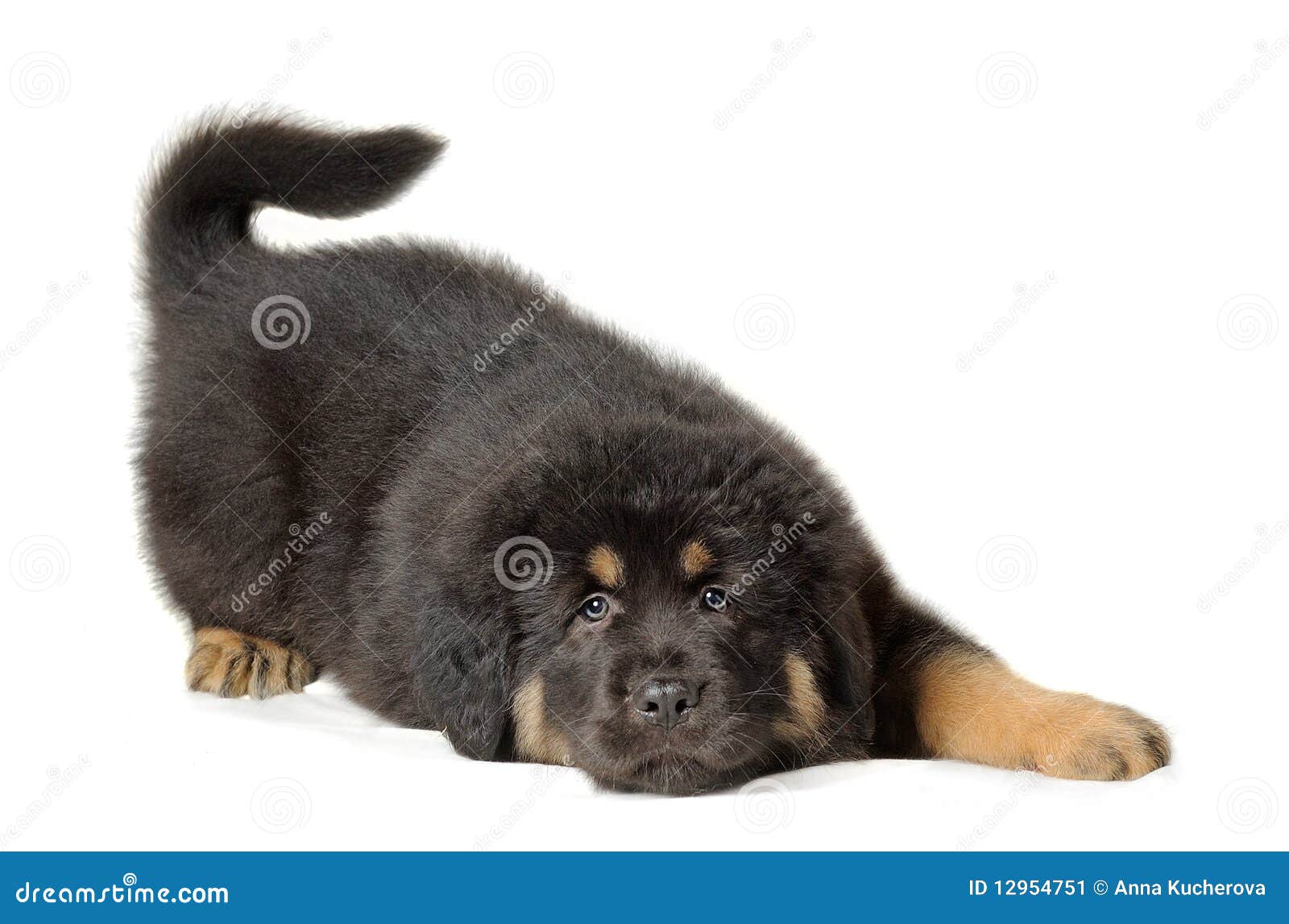 puppy tibetan mastiff