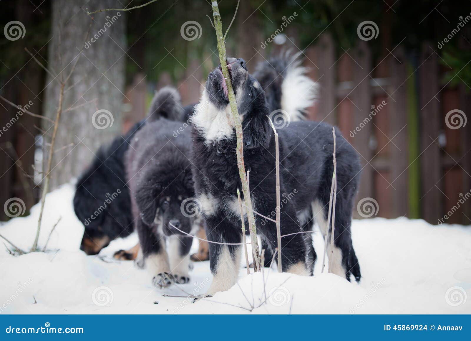 Puppy Tibetan Mastiff In Winter Holiday Snow Stock Photo Image Of Isolated Mastiff 45869924