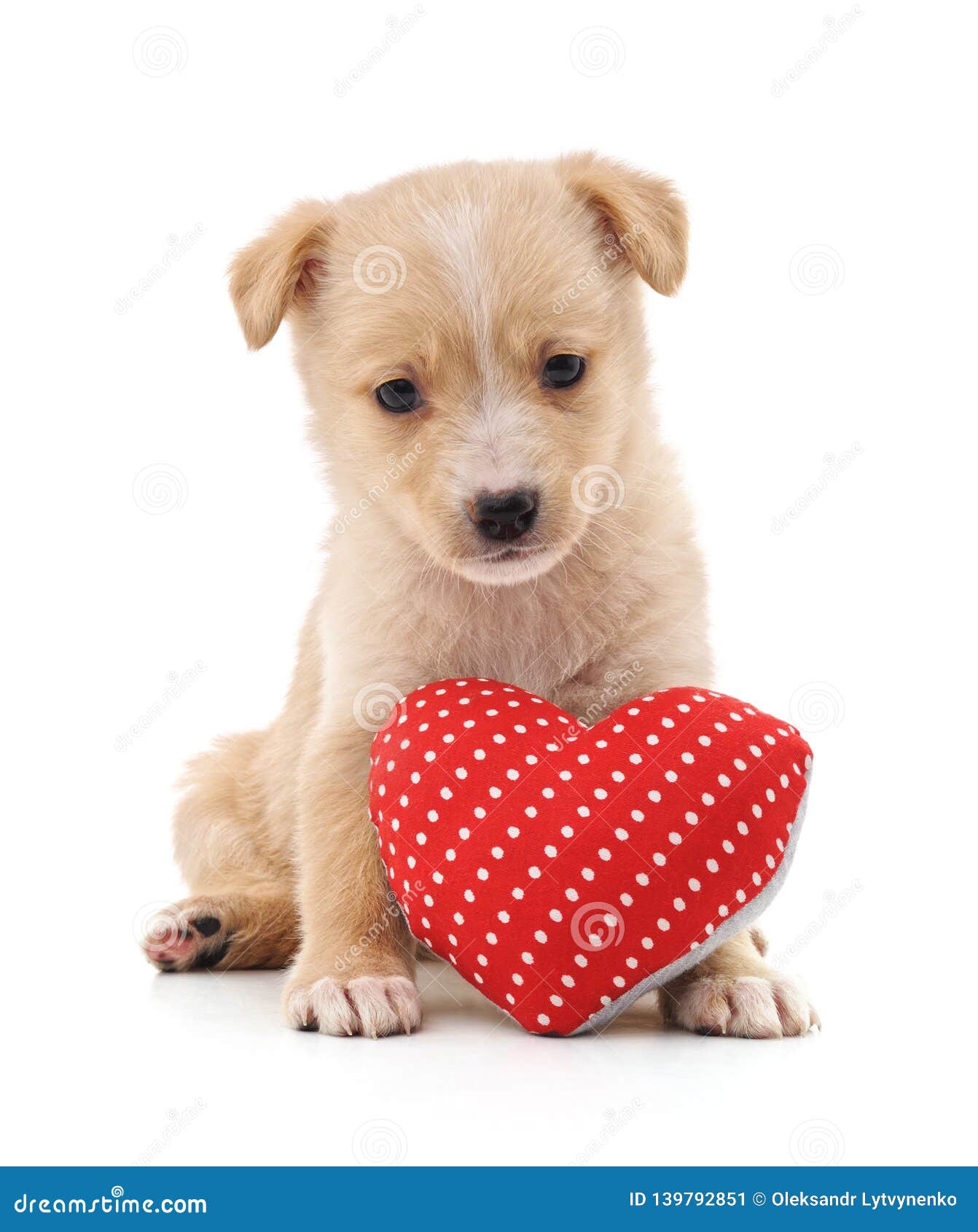 Puppy with toy heart stock image. Image of puppy, horizontal 139792851