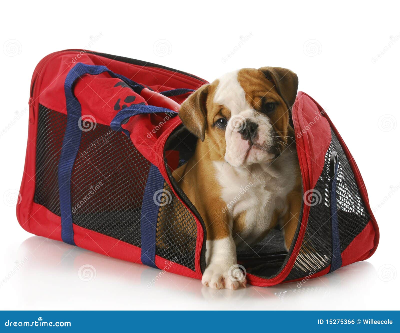 Puppy in a travel bag stock photo. Image of puppy, move 15275366