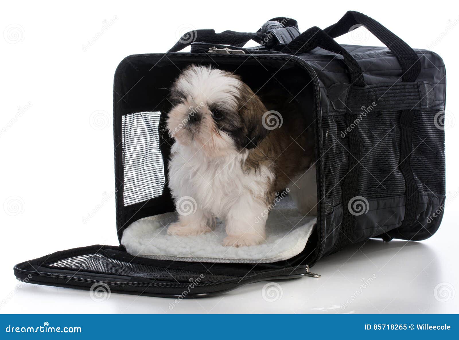 puppy in travel carrier