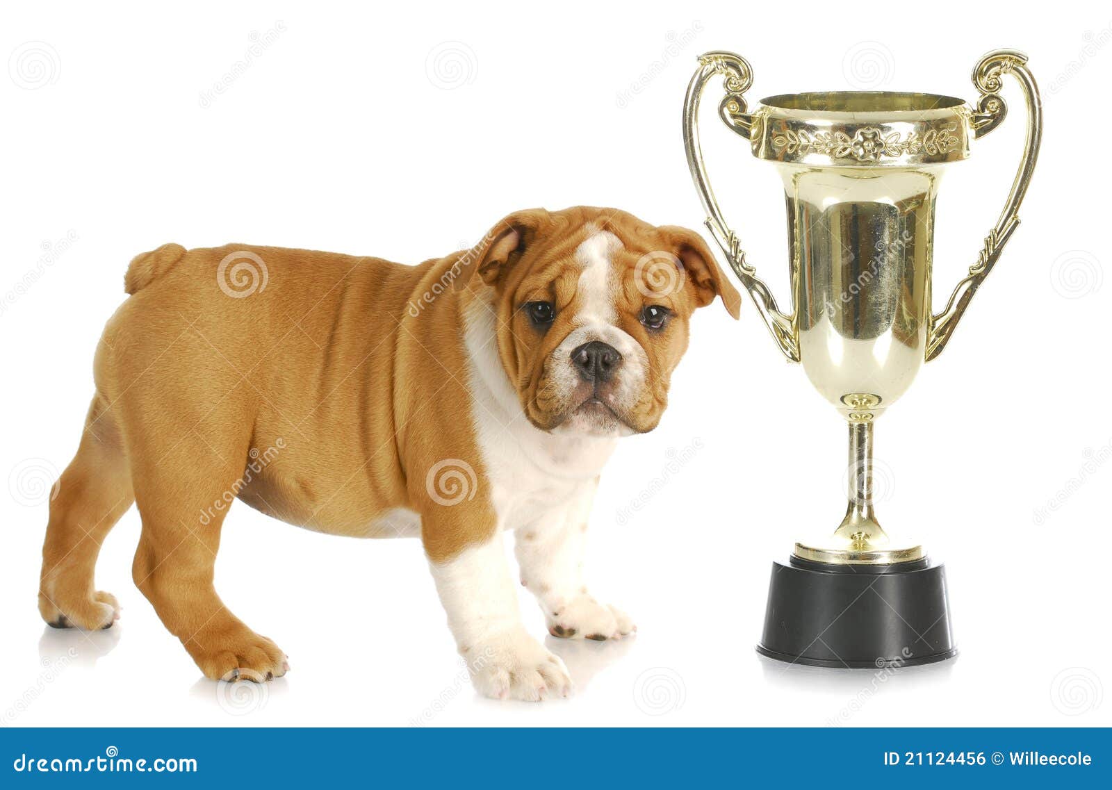 Puppy with trophy stock photo. Image of english, breed 21124456