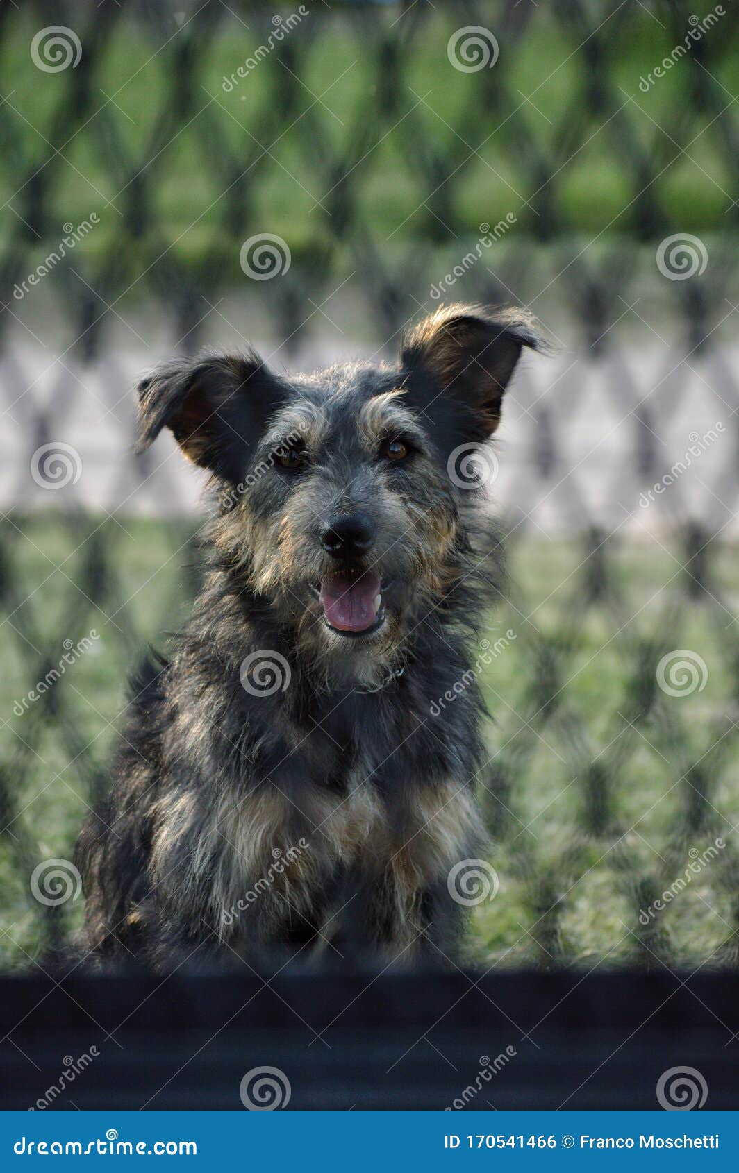 Puppy on a very hot day stock photo. Image of animals 170541466