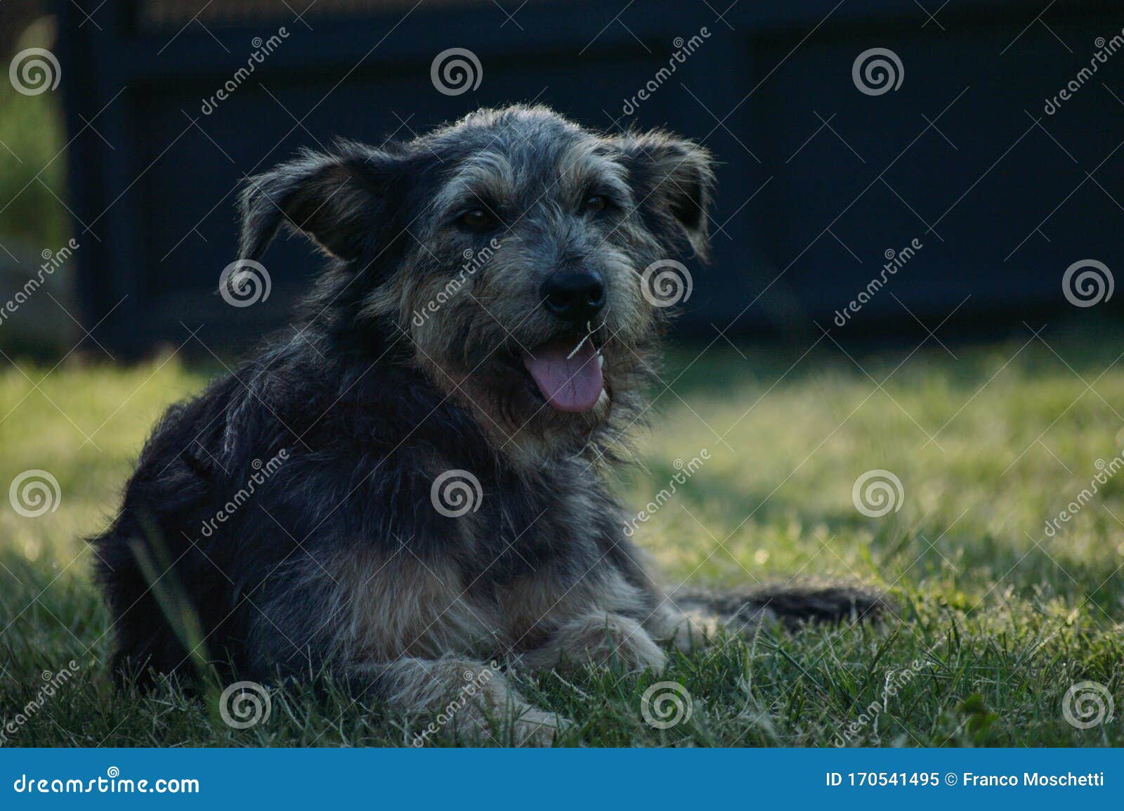 Puppy on a very hot day stock image. Image of animals 170541495