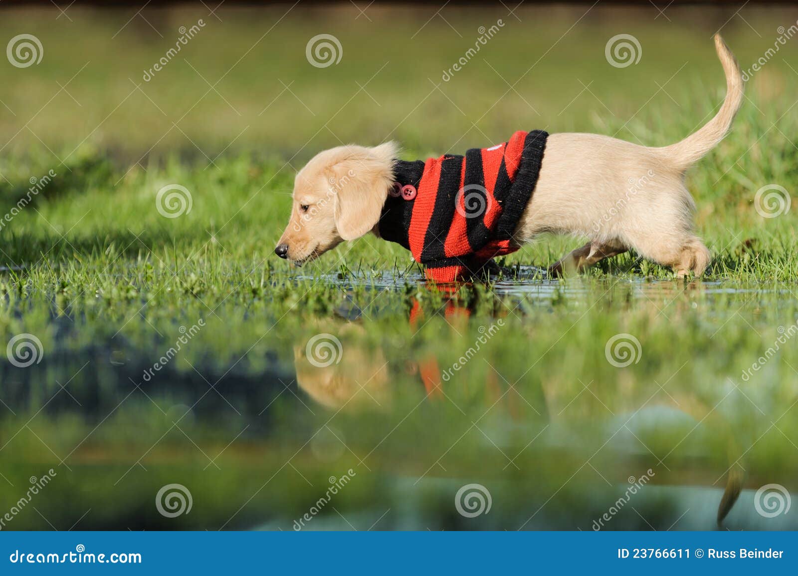 Puppy walks in puddle stock image. Image of dachshund 23766611