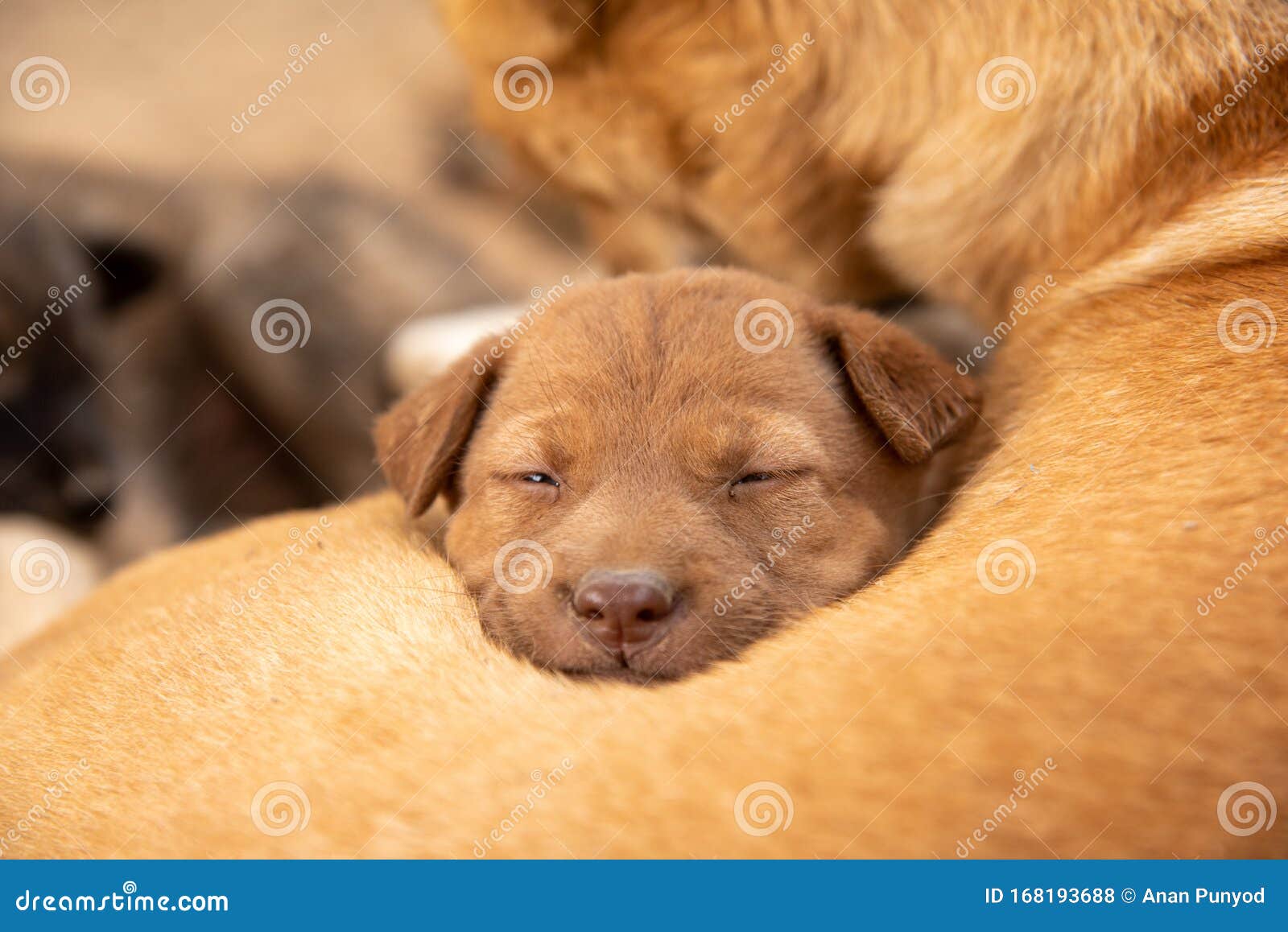 The Puppy Was Sleeping on the Mother Dog Stock Photo Image of roadside, canine 168193688