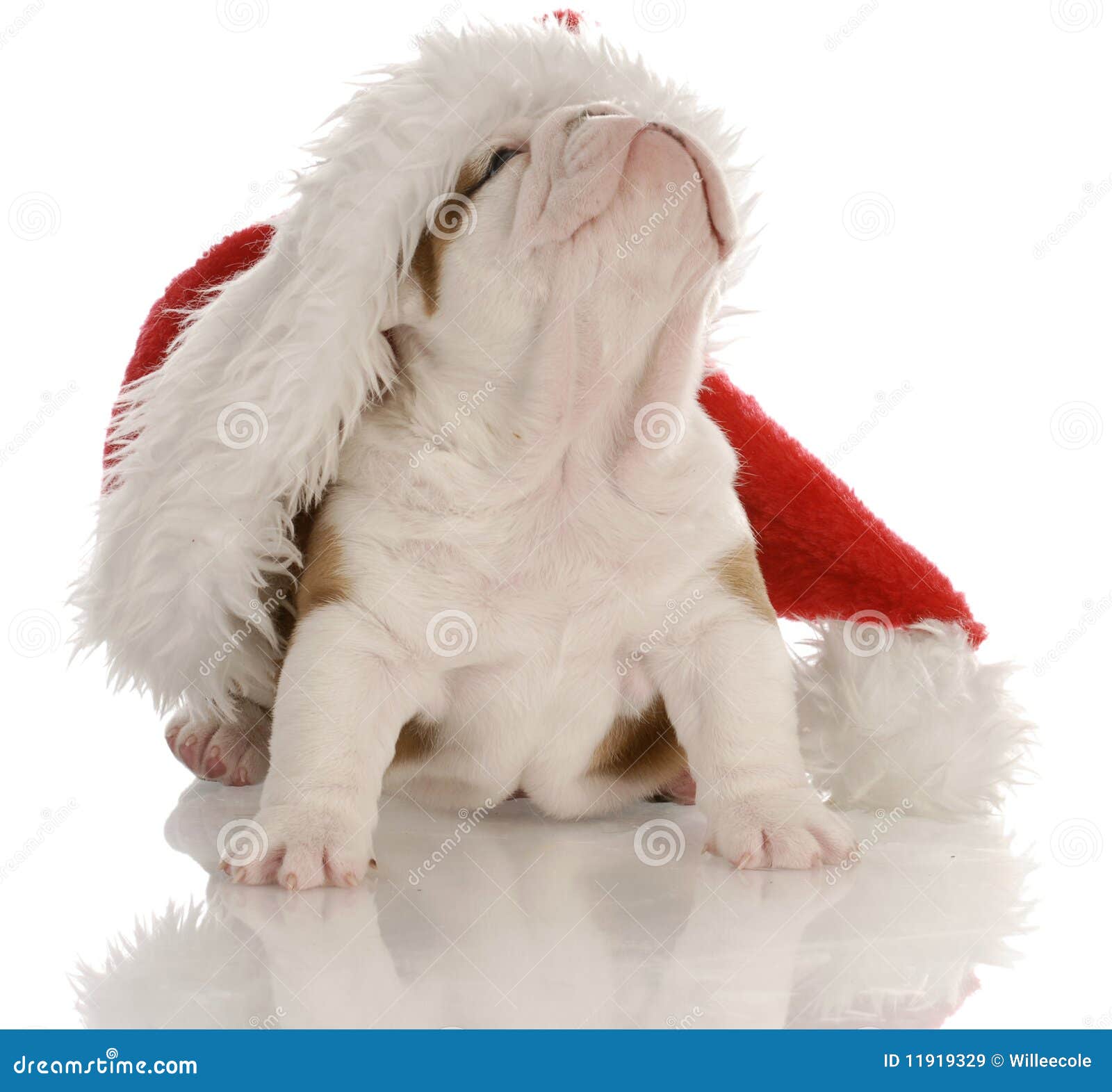 Puppy Wearing Santa Hat Royalty Free Stock Images - Image 