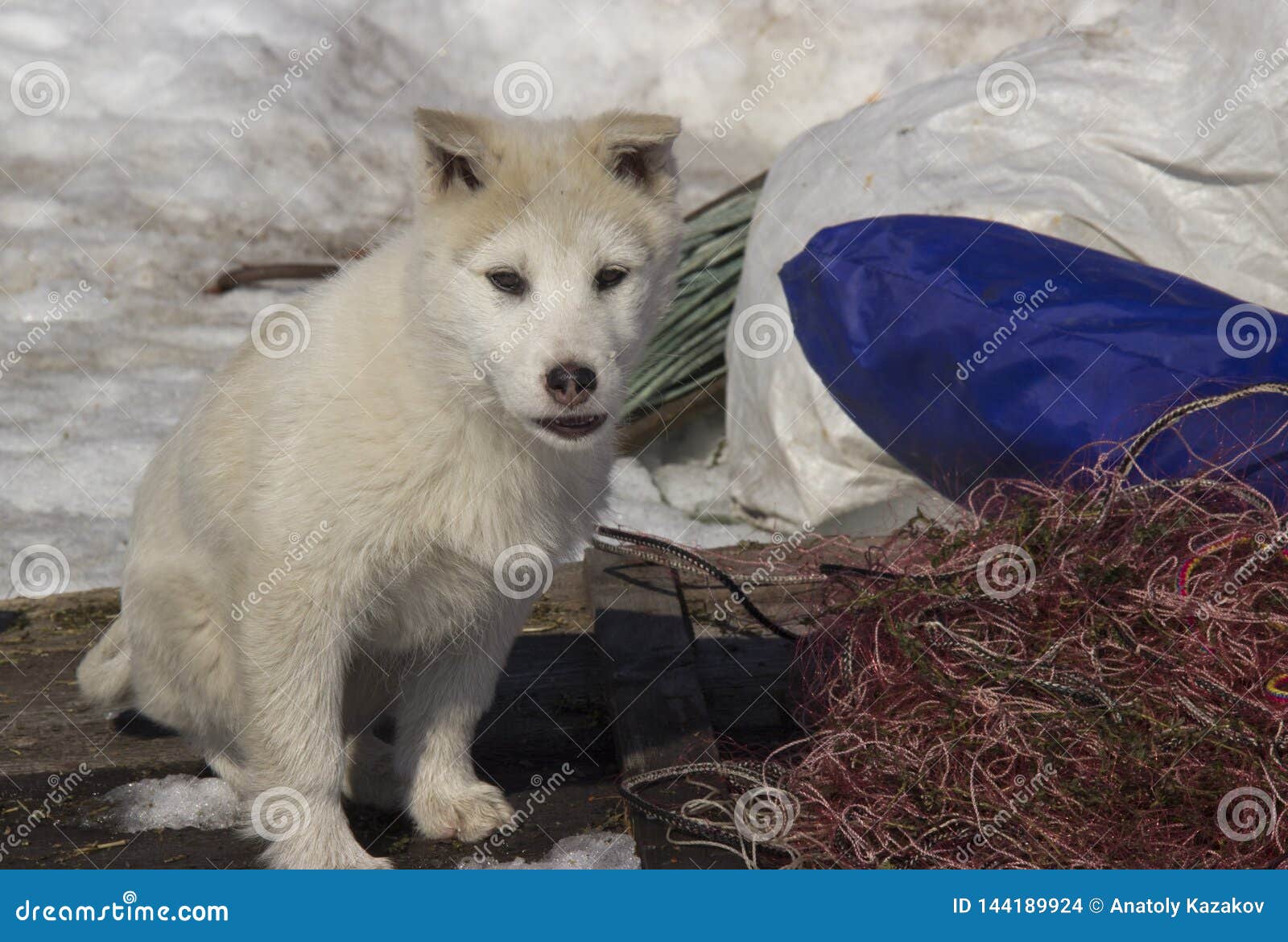 Puppy West Siberian Laika Stock Photo Image Of Garden 144189924