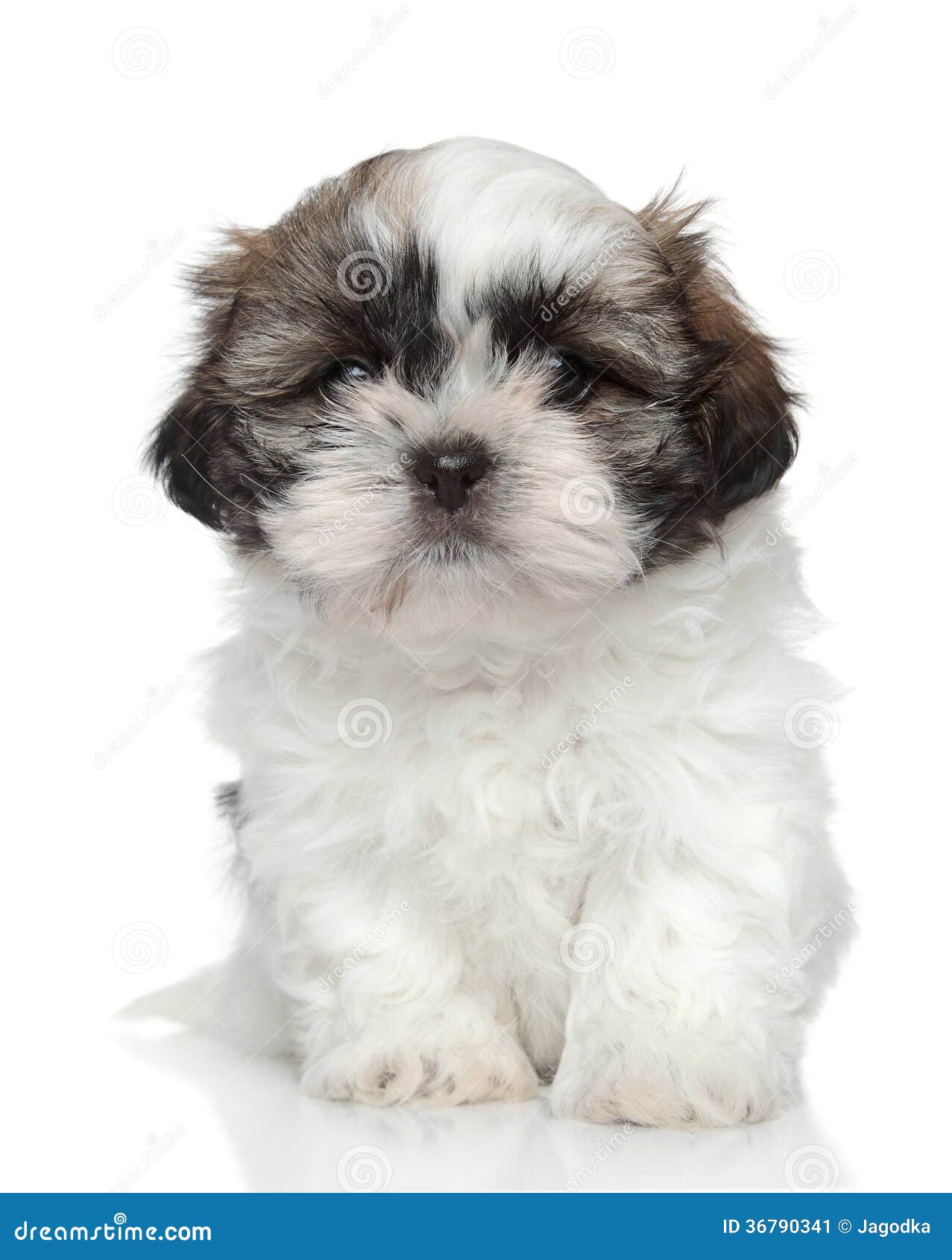 Puppy On A White Background Stock Image Image of animals