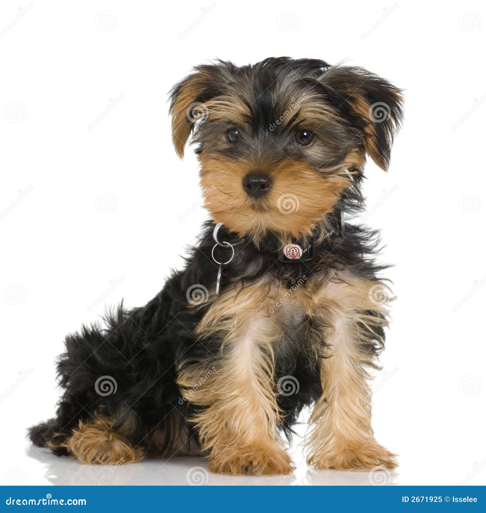 Puppy Yorkshire Terrier stock image. Image of white, purebred 2671925