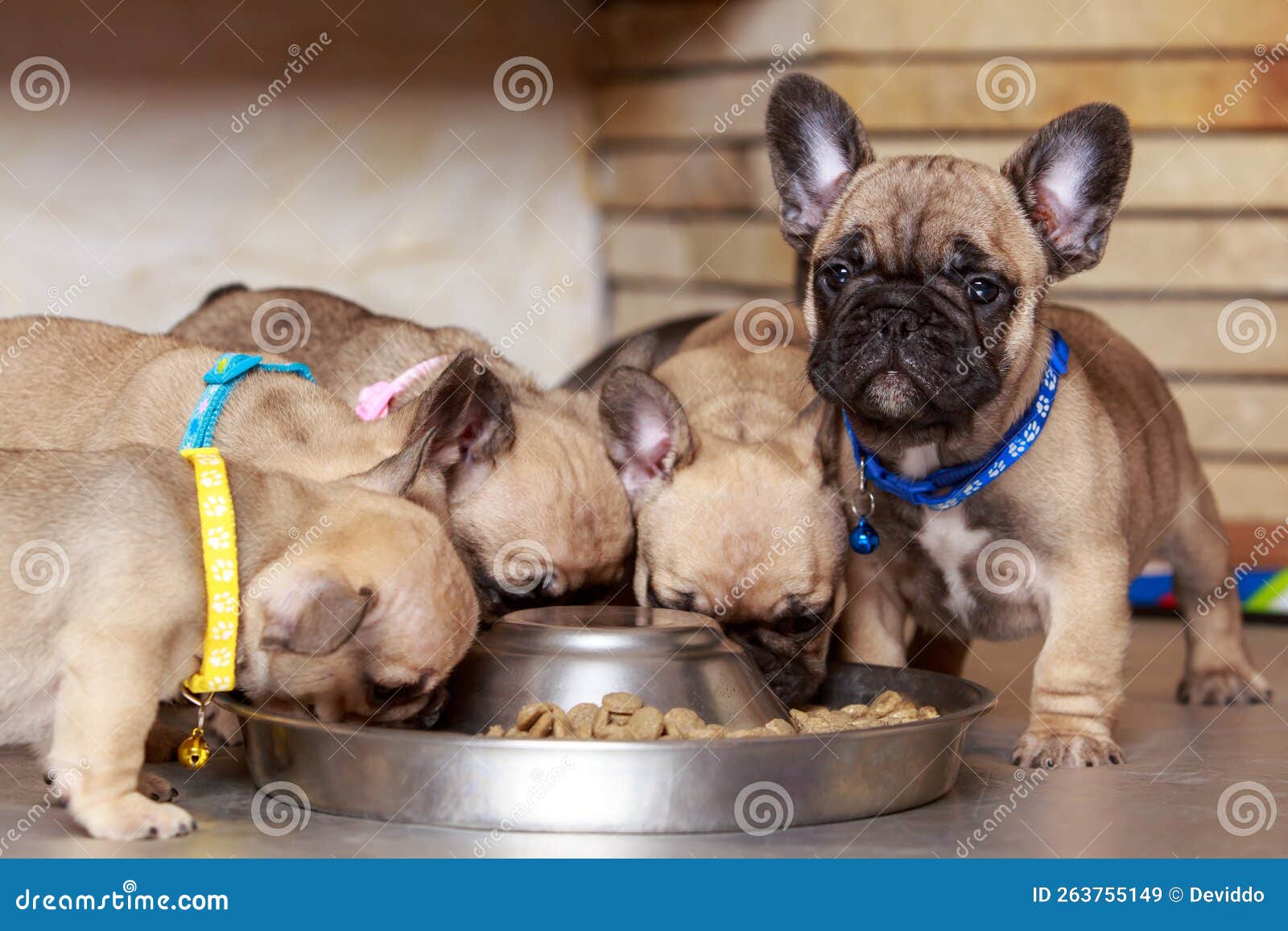 Dog Breed French Bulldog Stock Image Image Of Adorable 263755149 dog-breed-french-bulldog-stock-image-image-of-adorable-263755149