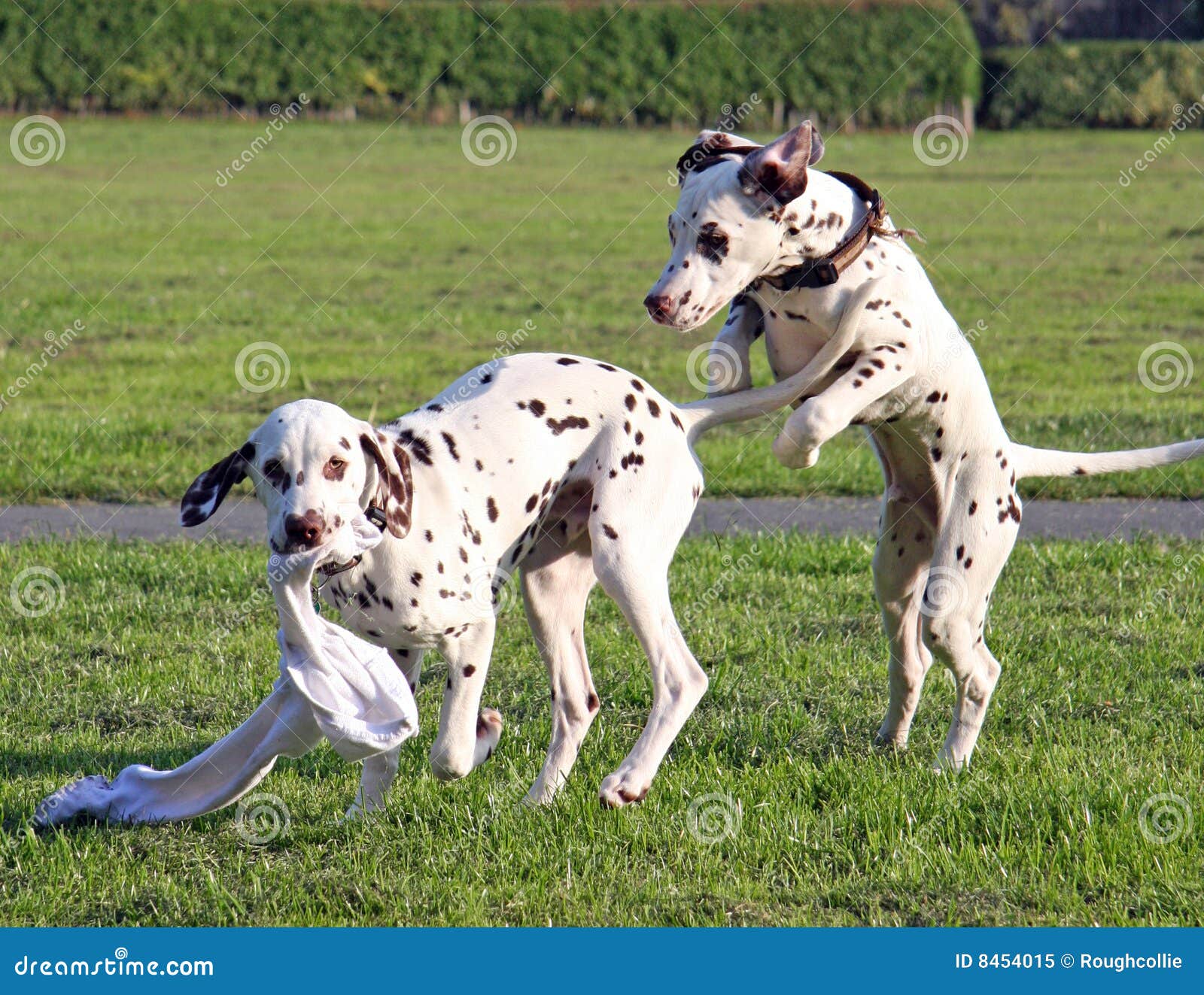 Puppys Playing Royalty Free Stock Photo - Image: 8454015