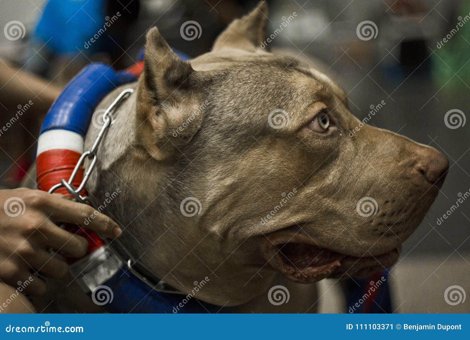 Close Portrait Of American Pitbull Stock Image Image Of Canine Competition 111103371