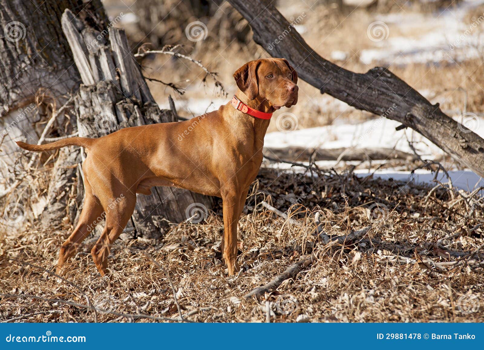 Hunting Dog In Action Stock Photo Image Of Pointer Mammal 29881478