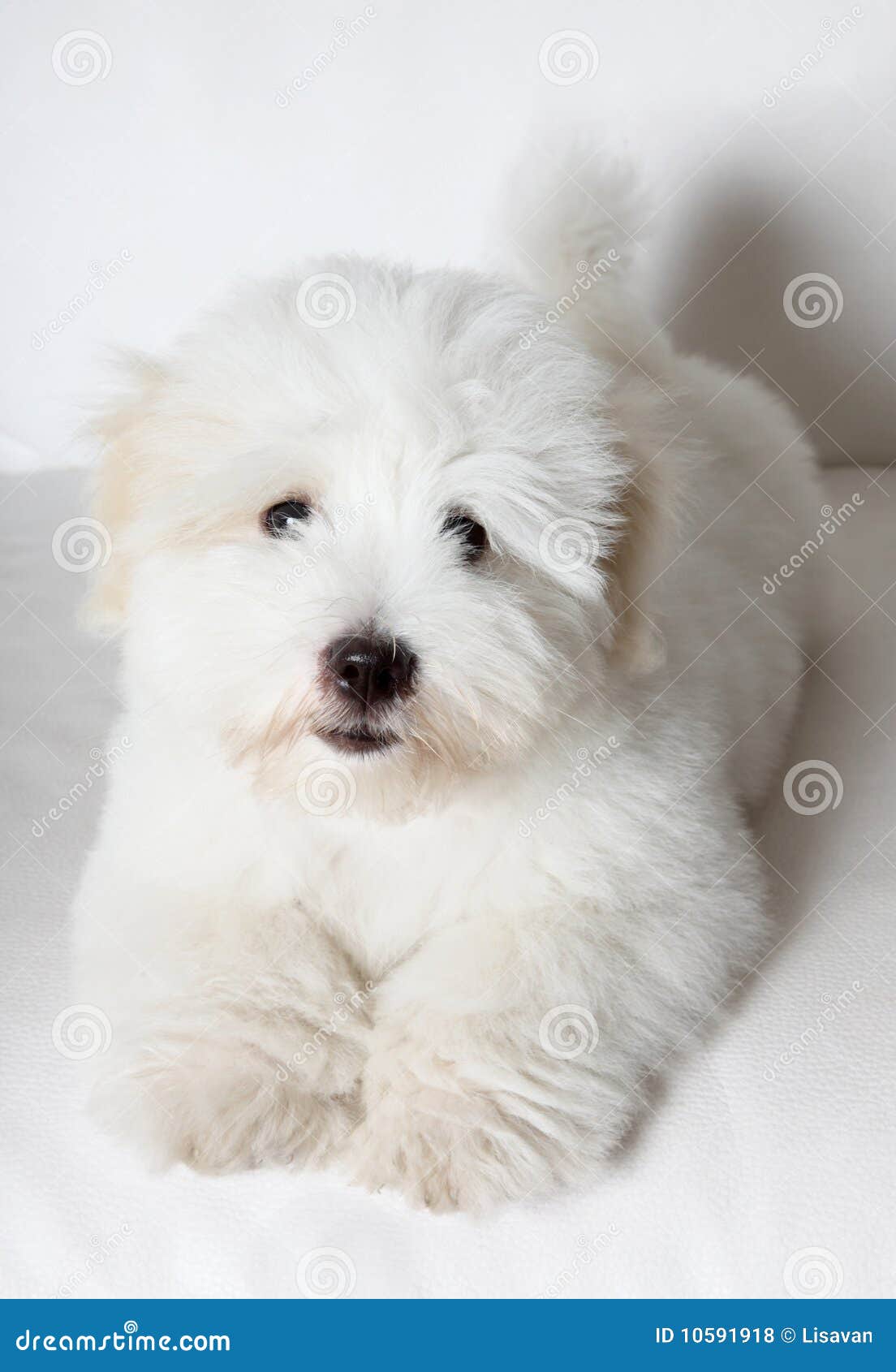 Blændende ske Centimeter Pure Coton de Tuléar puppy stock photo. Image of white - 10591918