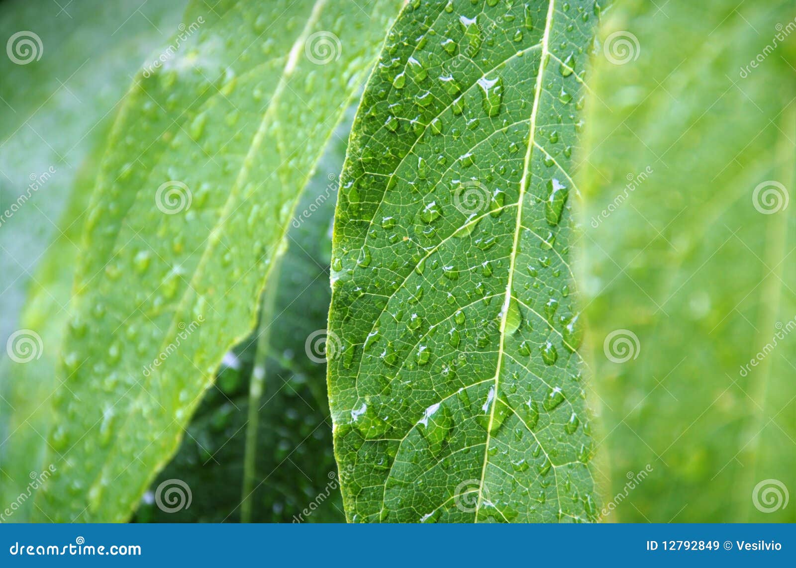 Pure nature stock image. Image of outdoors, romantic 12792849