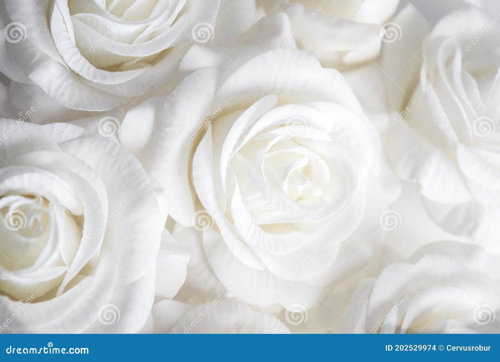 Unique Background Formed by White Roses Stock Photo - Image of pure,  flawless: 202529974