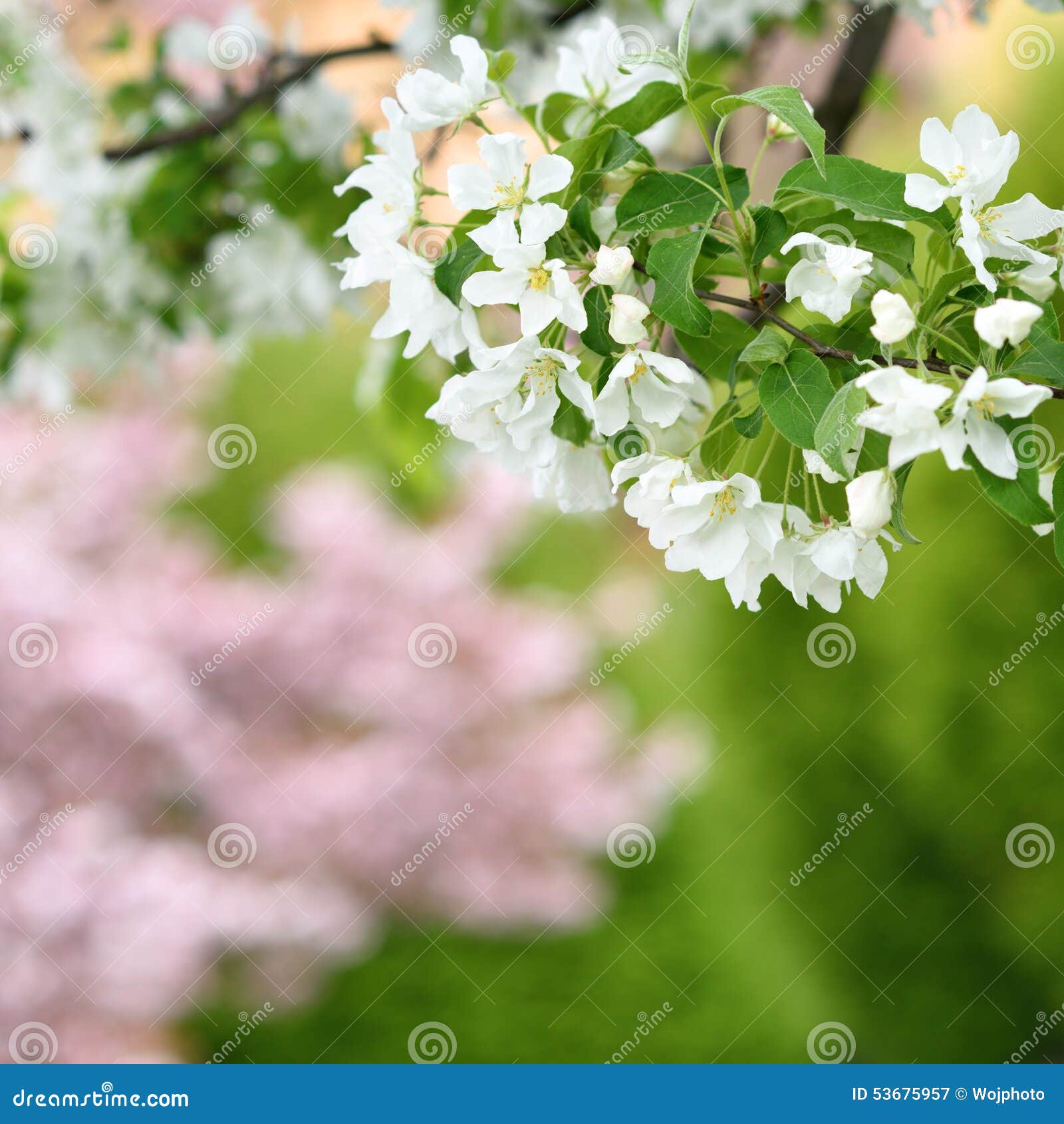 Pure White Blossoms of an Apple Tree in Spring Stock Image Image of