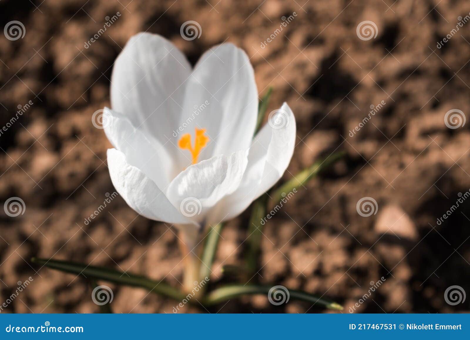 Pure White Crocus Flowering Alone on the Empty Ground Stock Image