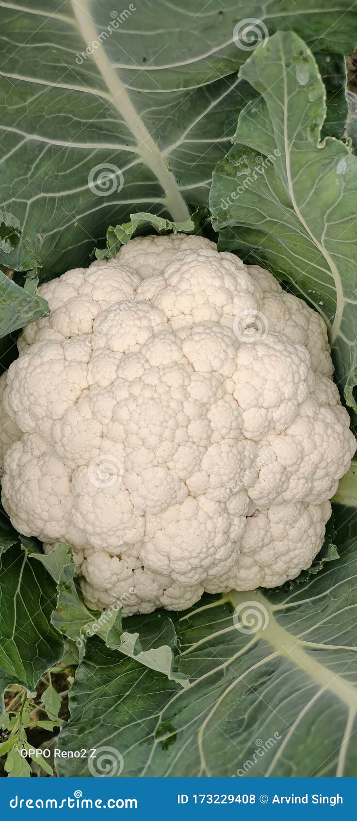 Pure White Curd of Cauliflower with Green Leaves Stock Photo Image of