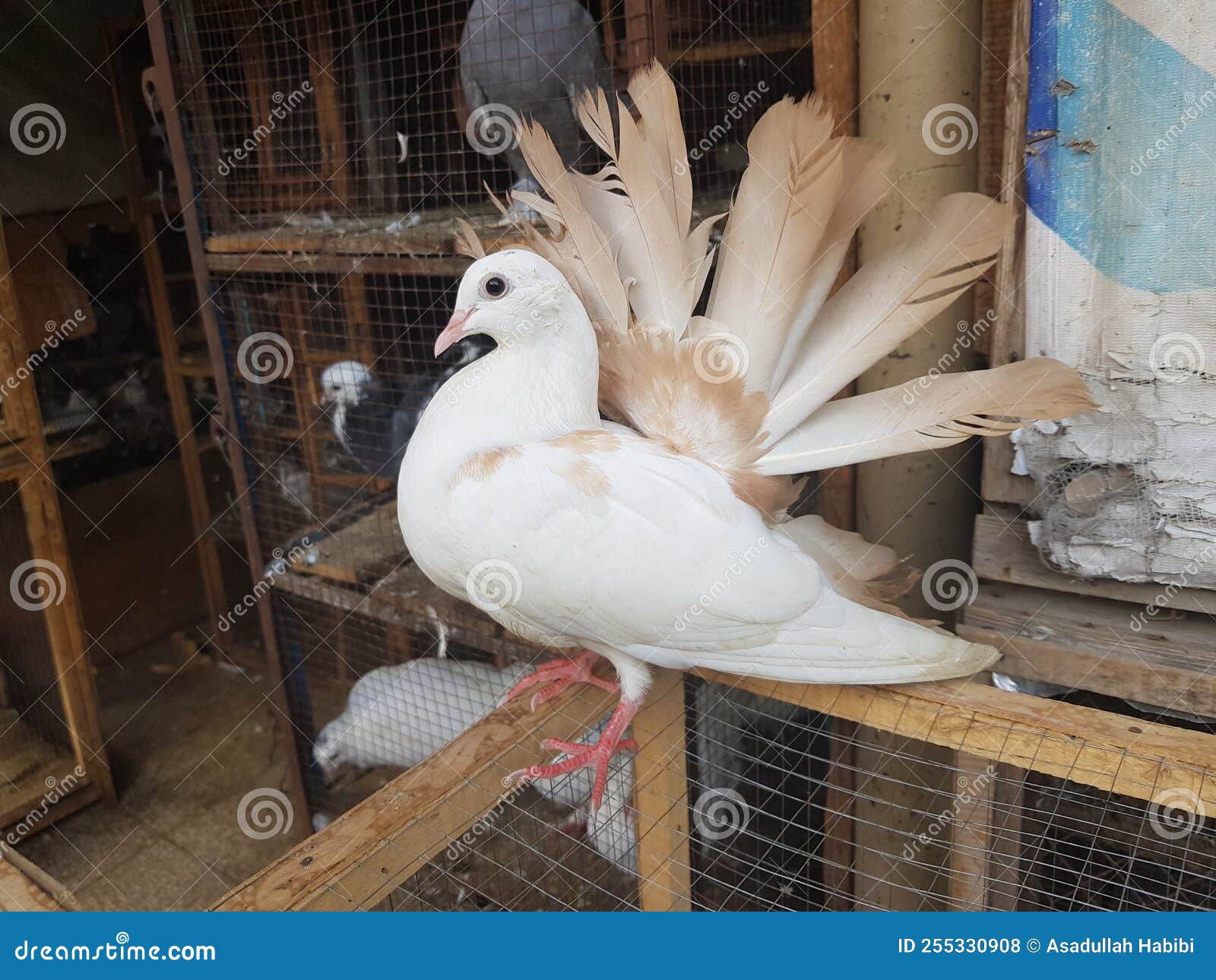 A Pure White Dove on a Perch Stock Photo Image of ducks, chicken