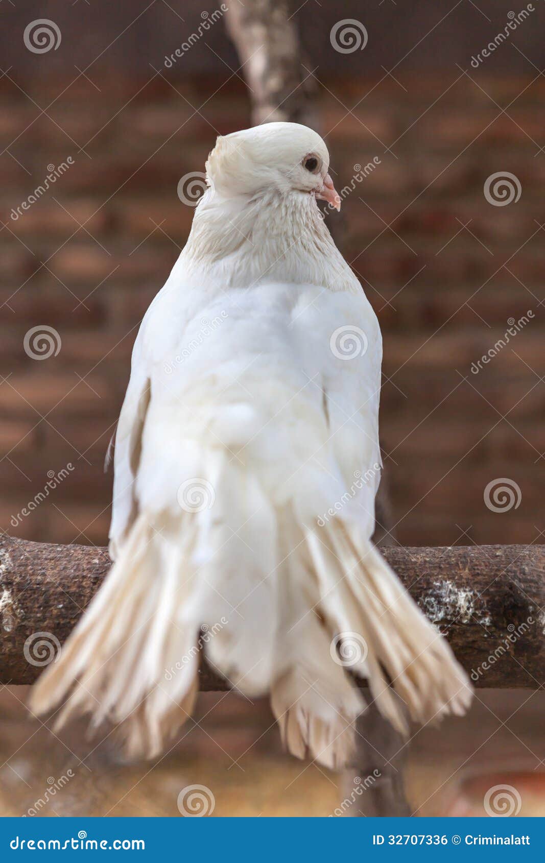 Pure white pigeon stock photo. Image of white, natural 32707336