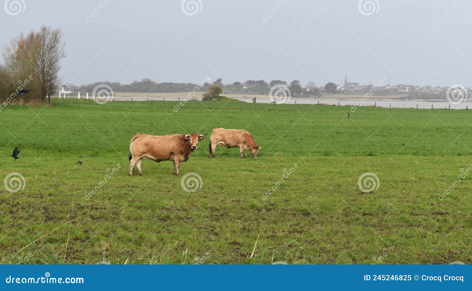 purebread bull called aubrac in a meadow near the sea in france