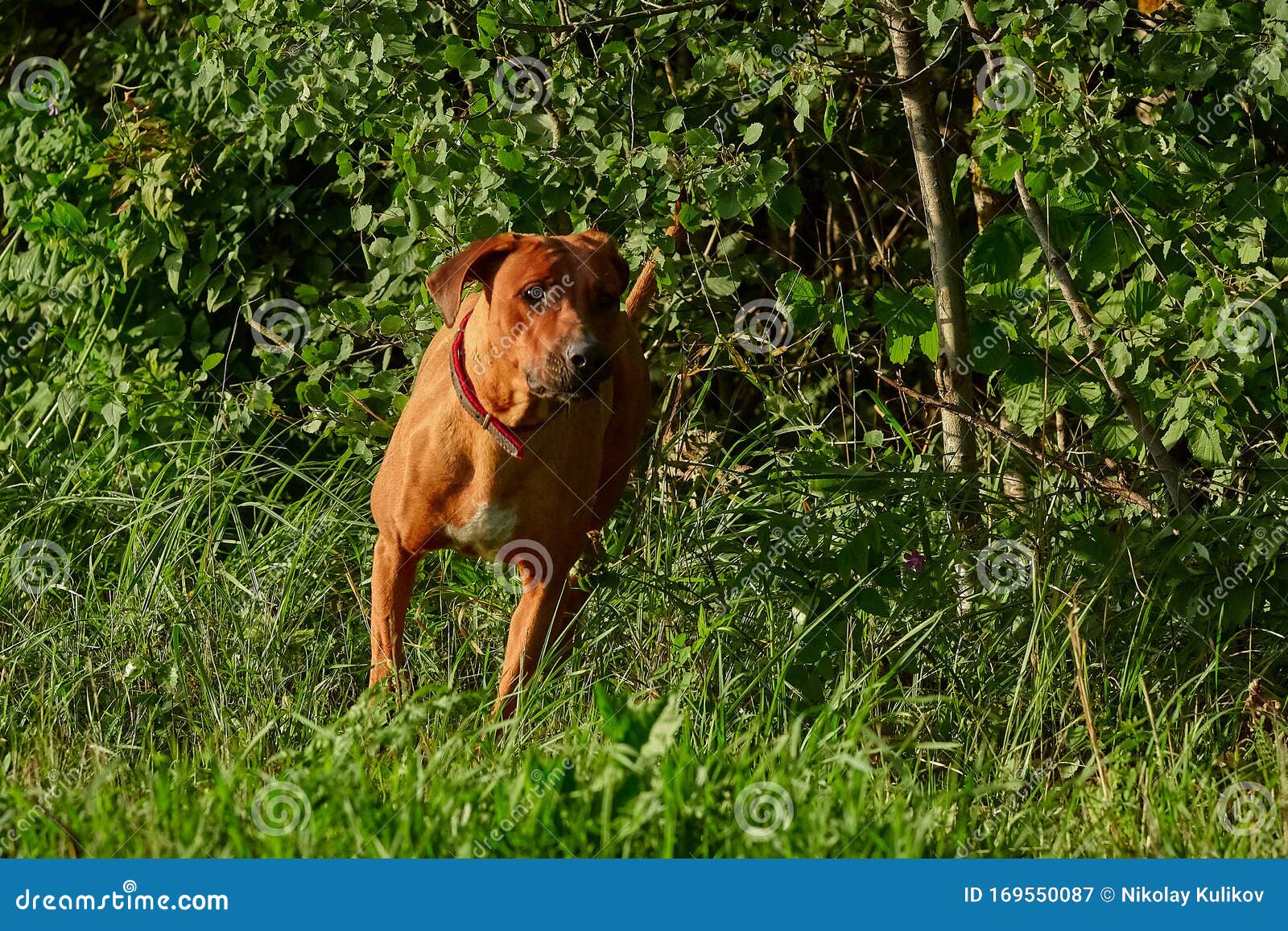 rhodesian ridgeback in action