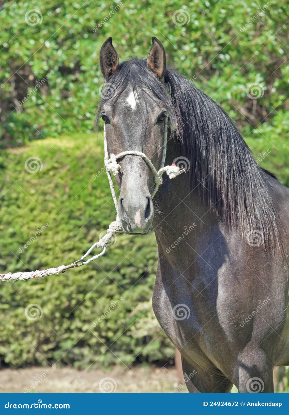 Purebred Andalusian Grey Young Stallion Stock Photo Image of