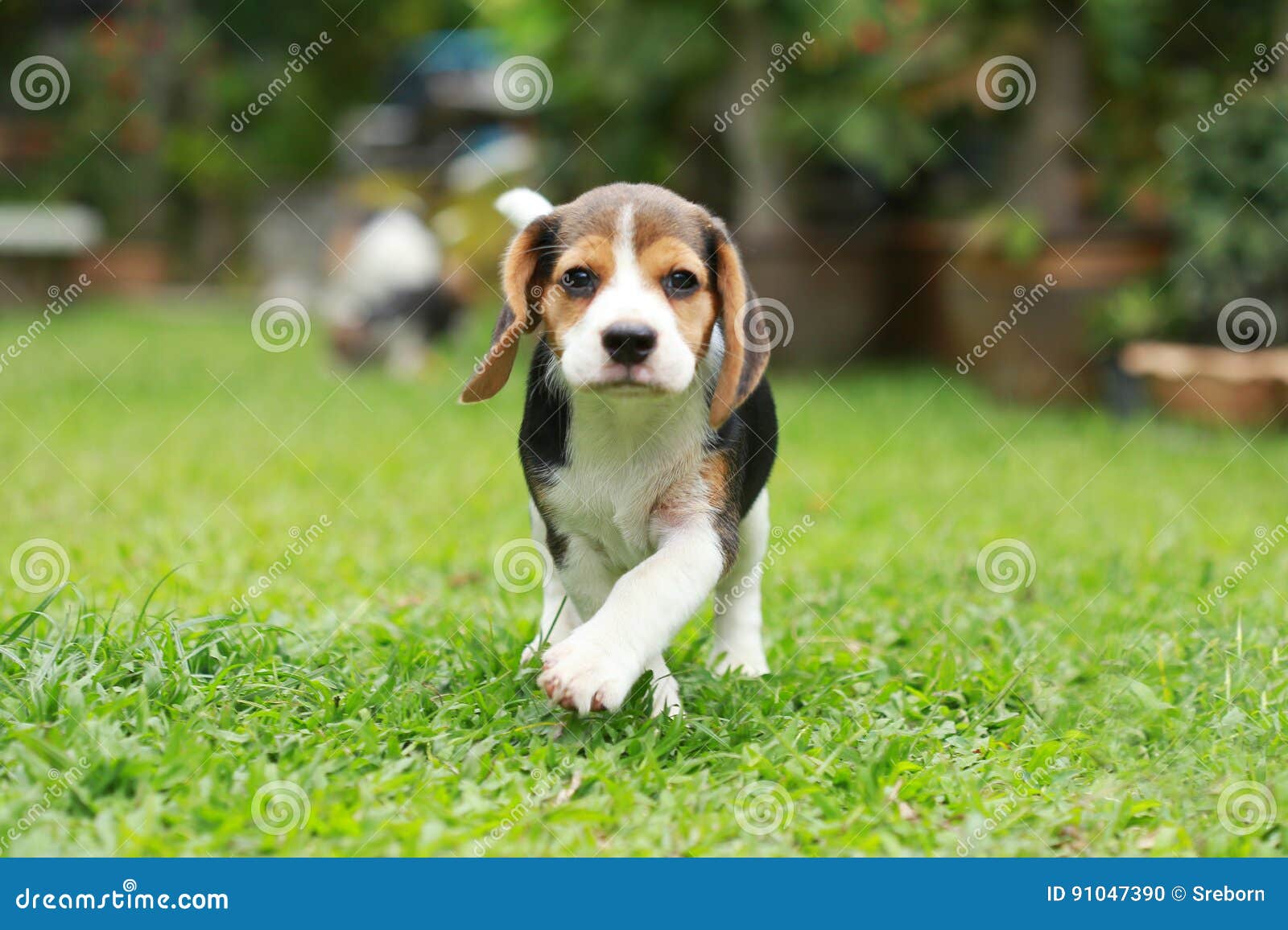 purebred beagle dog looking for somthing