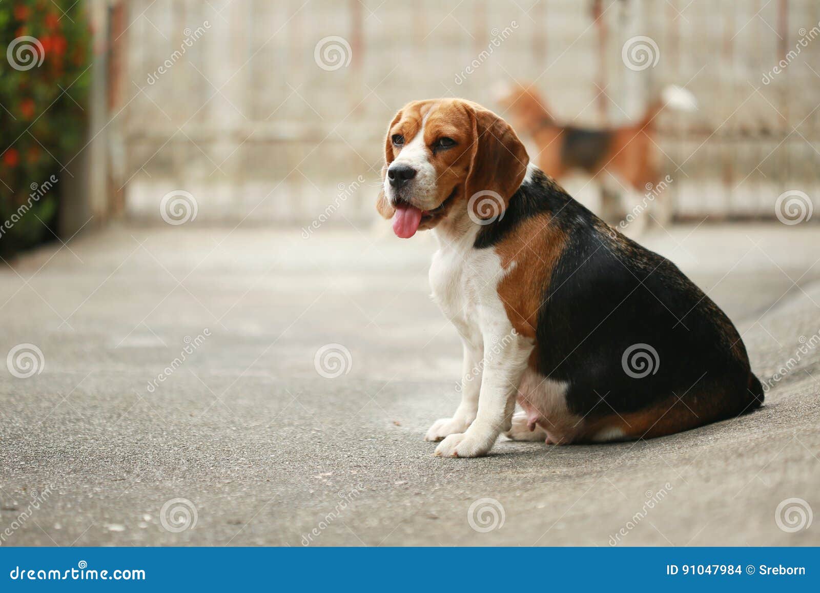 purebred beagle dog looking for somthing