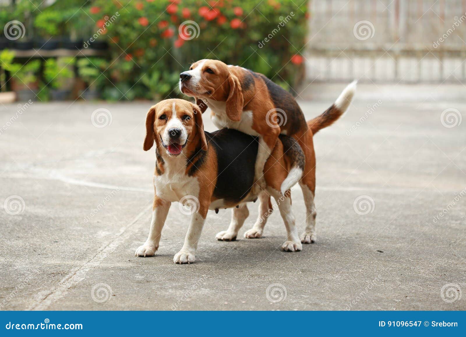 monkey mating with dog