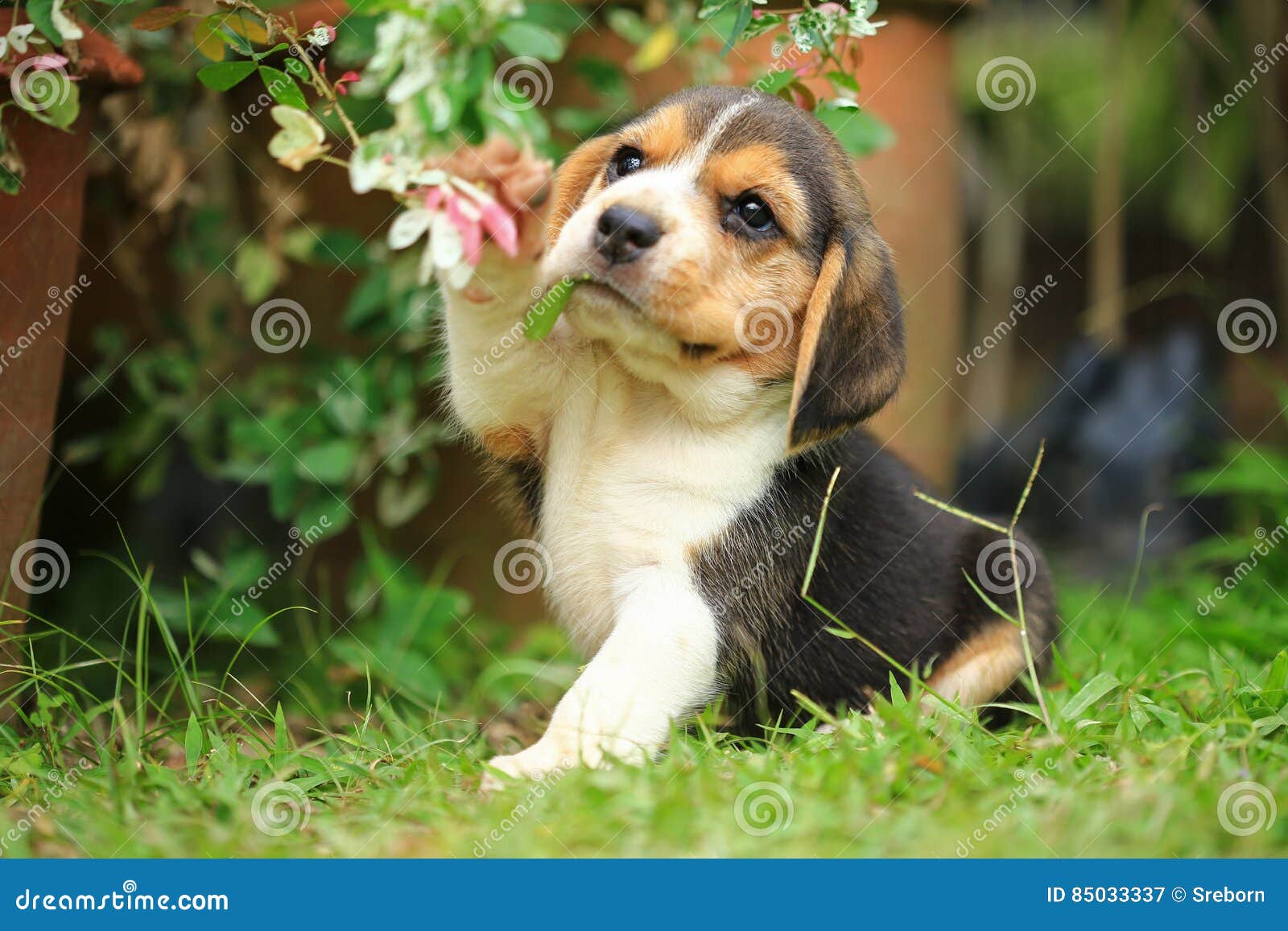 55+ Purebred Beagle Puppies