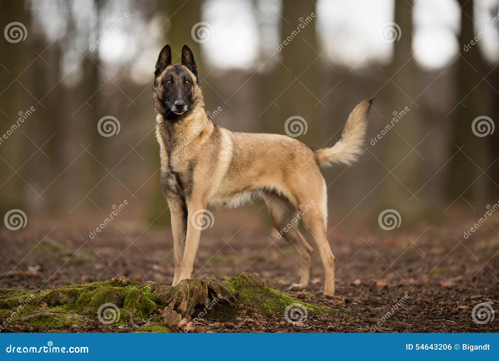 purebred belgian malinois dog