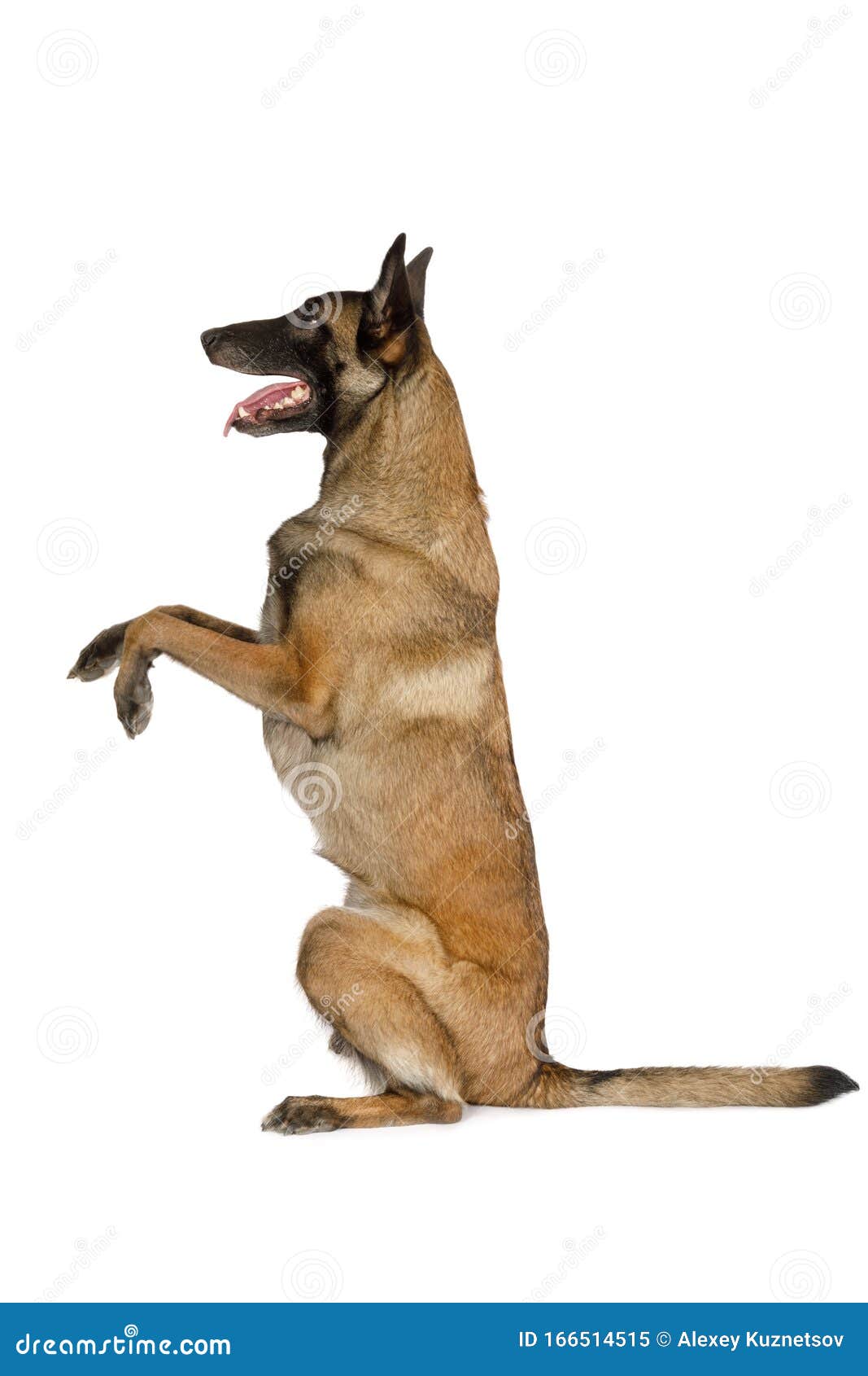 Purebred Belgian Shepherd Dog Malinois Sitting Up On Its Hind Legs ...