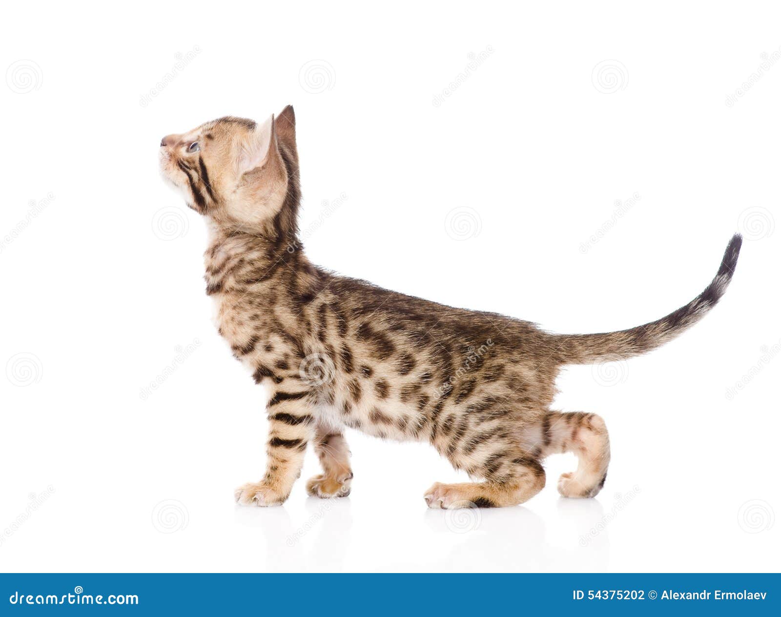Purebred Bengal Cat In Profile Looking Up. Isolated Stock Photo Image