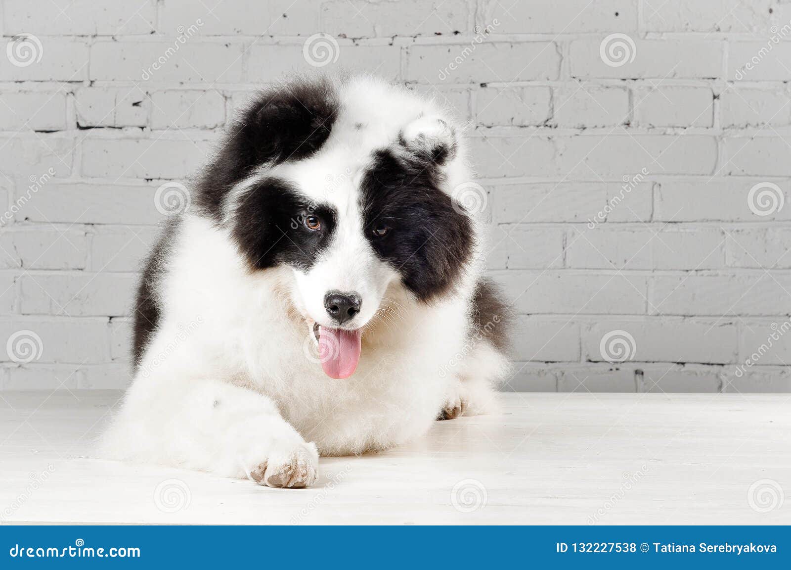 Purebred Black And White Yakutian Laika Dog Laying Indoors Stock Photo Image Of Animal Cute 132227538