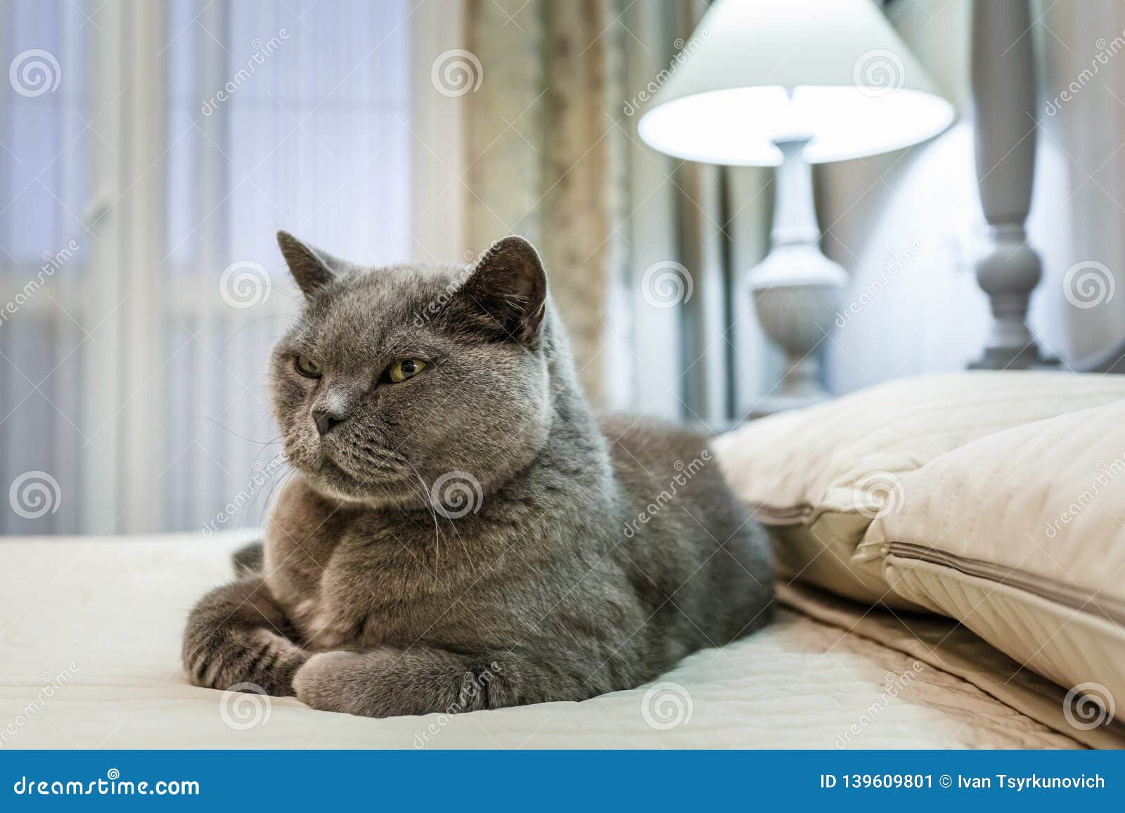 Purebred British Shorthair Blue Kitten on Bed in Expensive Interior