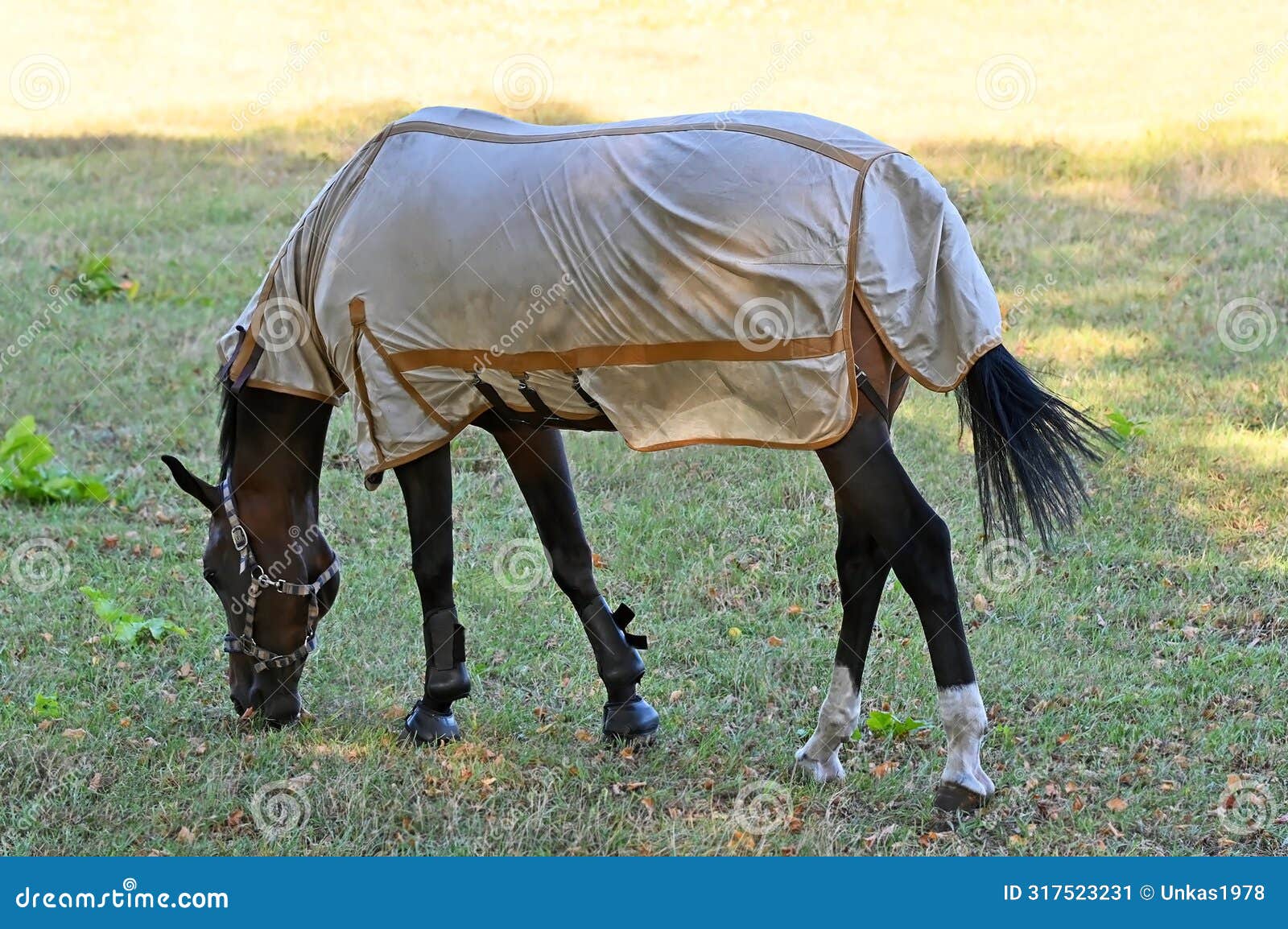 horse on pasture